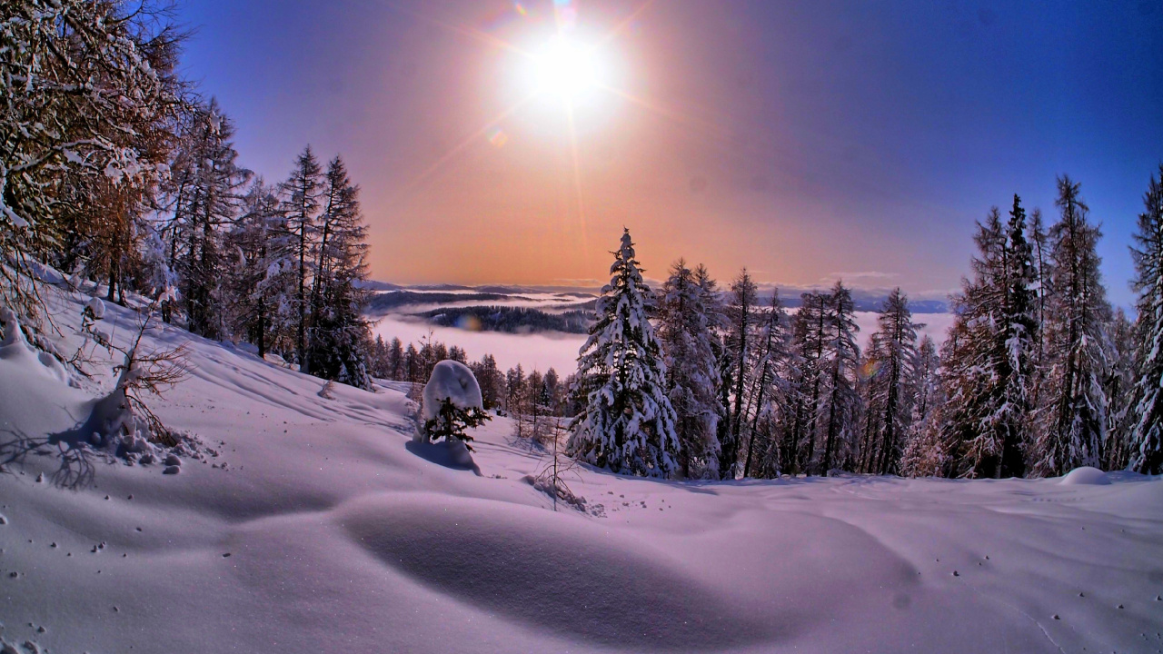 Обои снег, зима, природа, дерево, замораживание в разрешении 1280x720