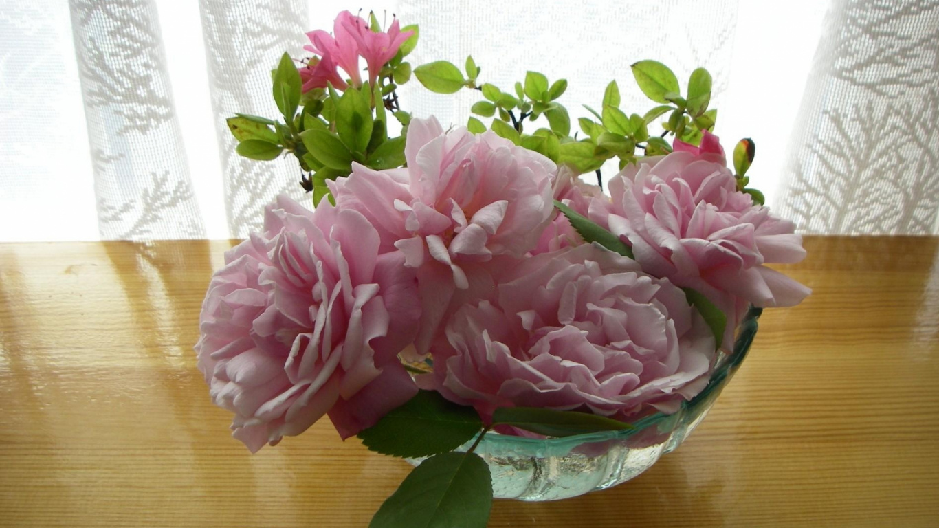 Обои роза центифолия, сад роз, розовый, цветковое растение, лепесток в разрешении 1366x768