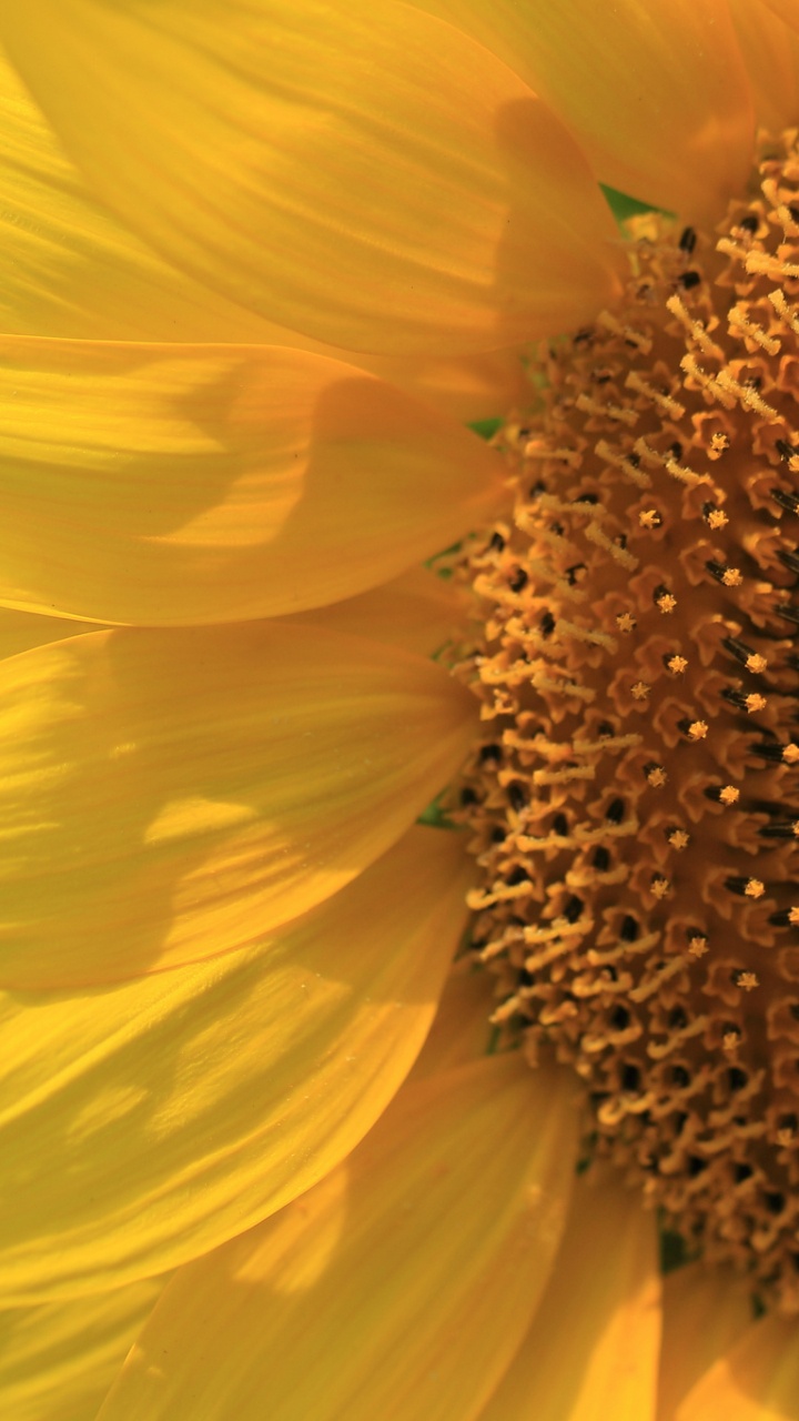 Обои желтый, цветок, пыльца, лепесток, растение в разрешении 720x1280