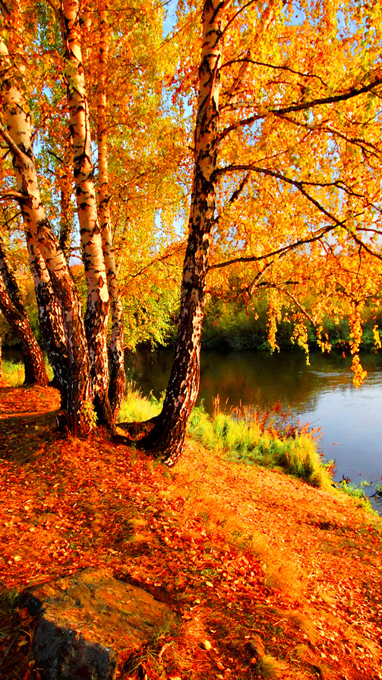 Обои осень, дерево, природа, отражение, лист в разрешении 750x1334