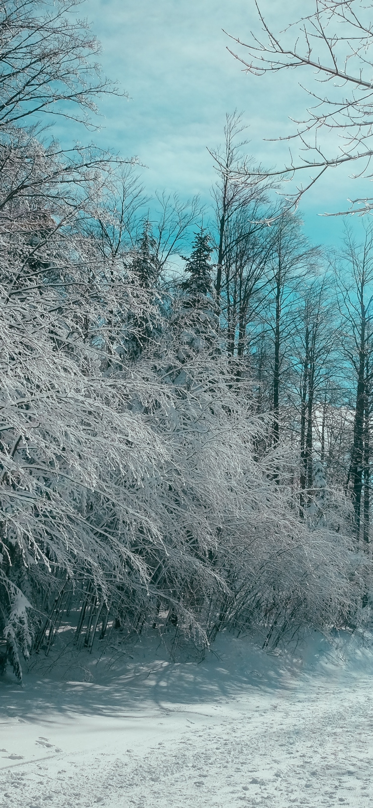 Обои цитаты организаций, котировка, организация, облако, снег в разрешении 1242x2688