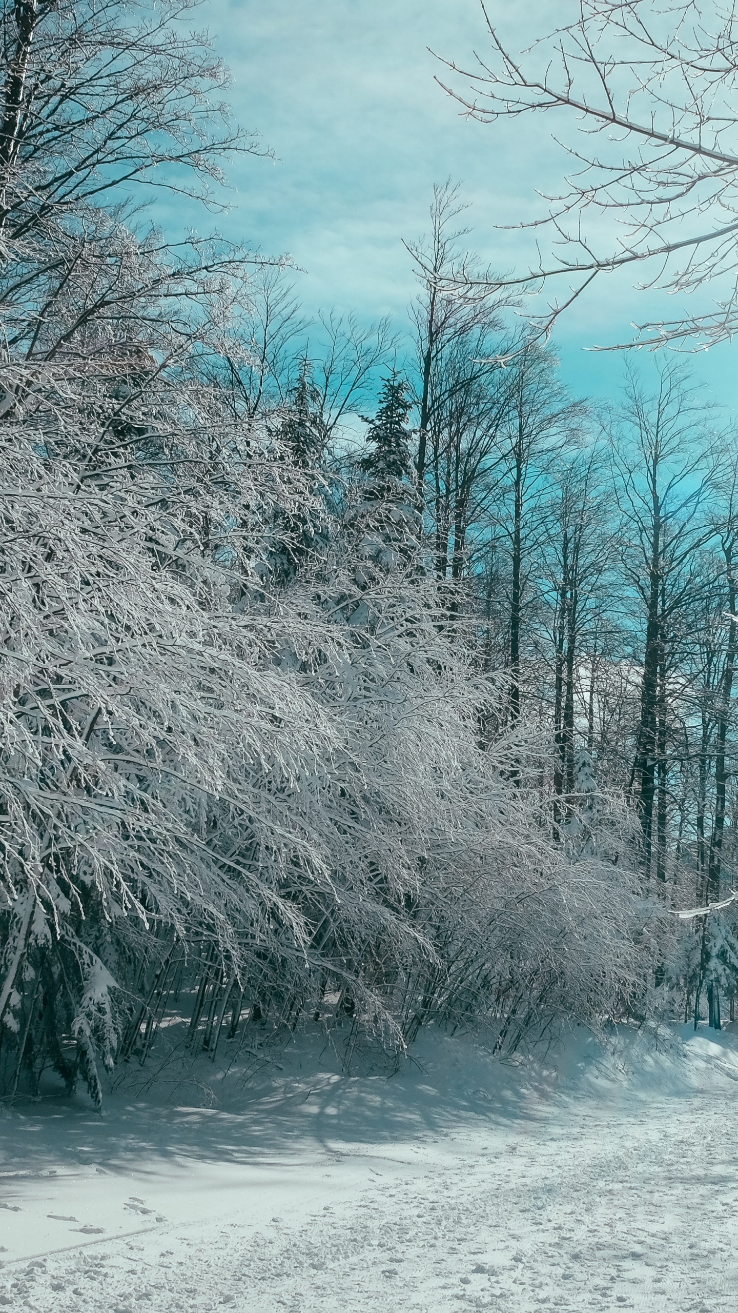 Обои цитаты организаций, котировка, организация, облако, снег в разрешении 1440x2560