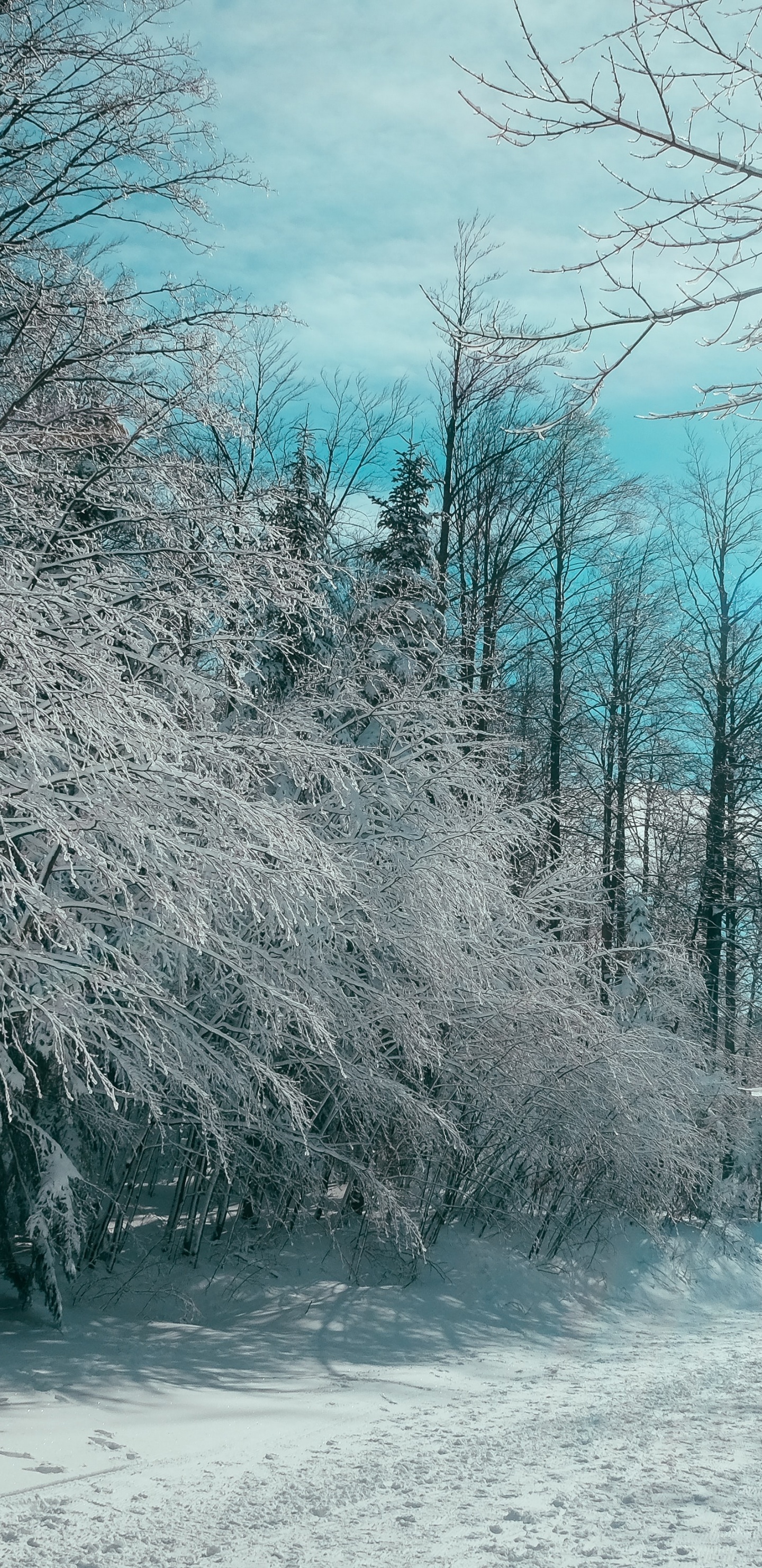 Обои цитаты организаций, котировка, организация, облако, снег в разрешении 1440x2960