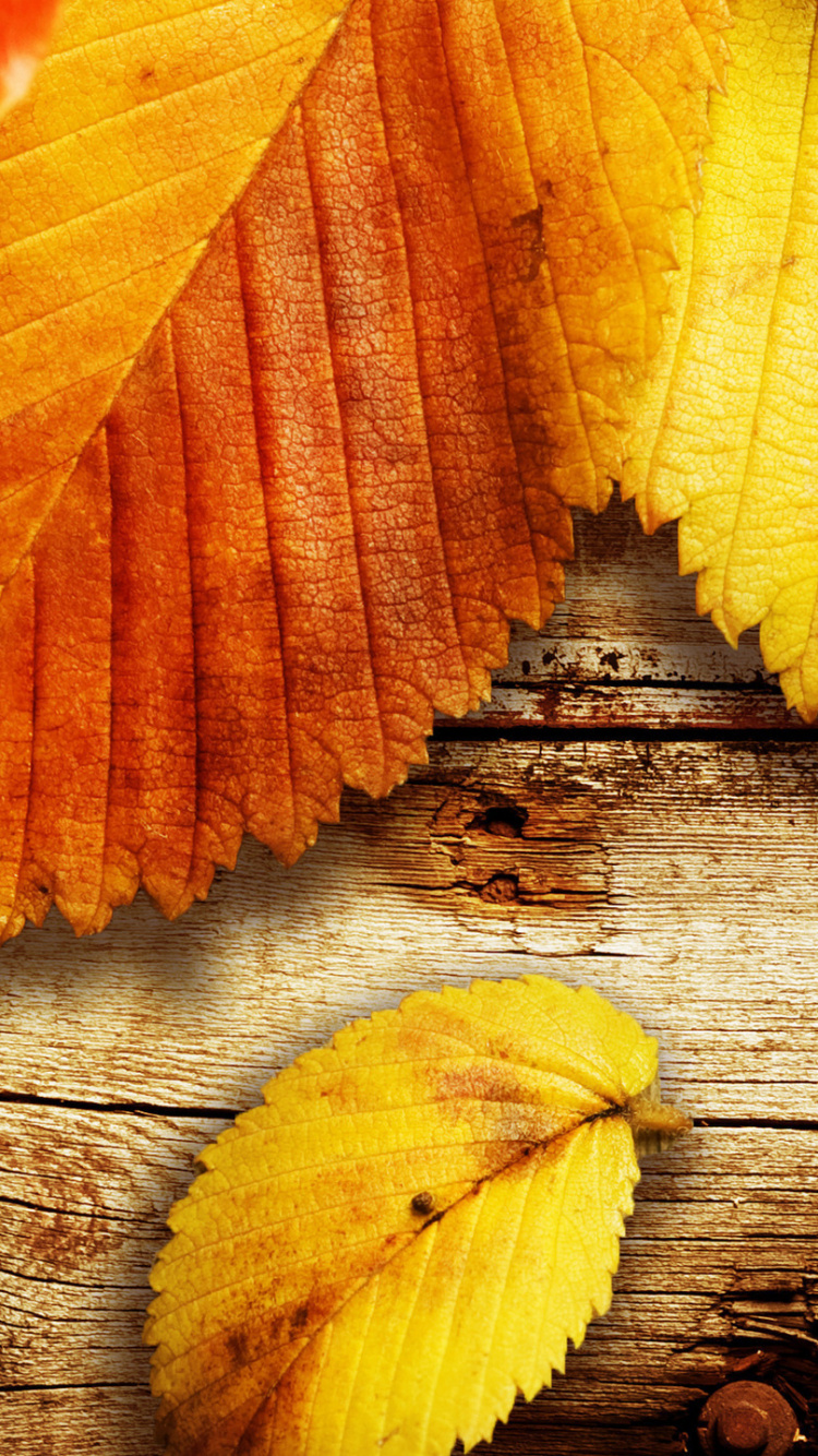 Обои осень, лист, желтый, листопадные, крупный план в разрешении 750x1334