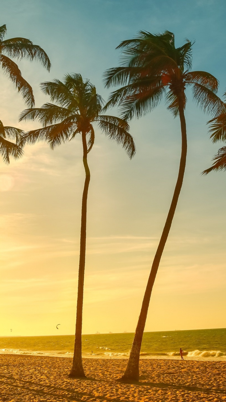 Обои пляж, пальмовые рощи, море, дерево, Пальма в разрешении 750x1334