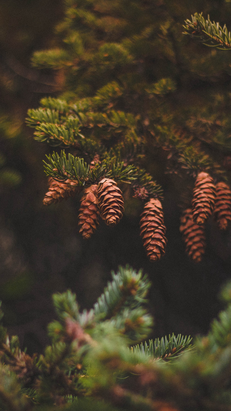 Обои хвойные конуса, пихта, хвойное дерево, дерево, дизайн в разрешении 750x1334