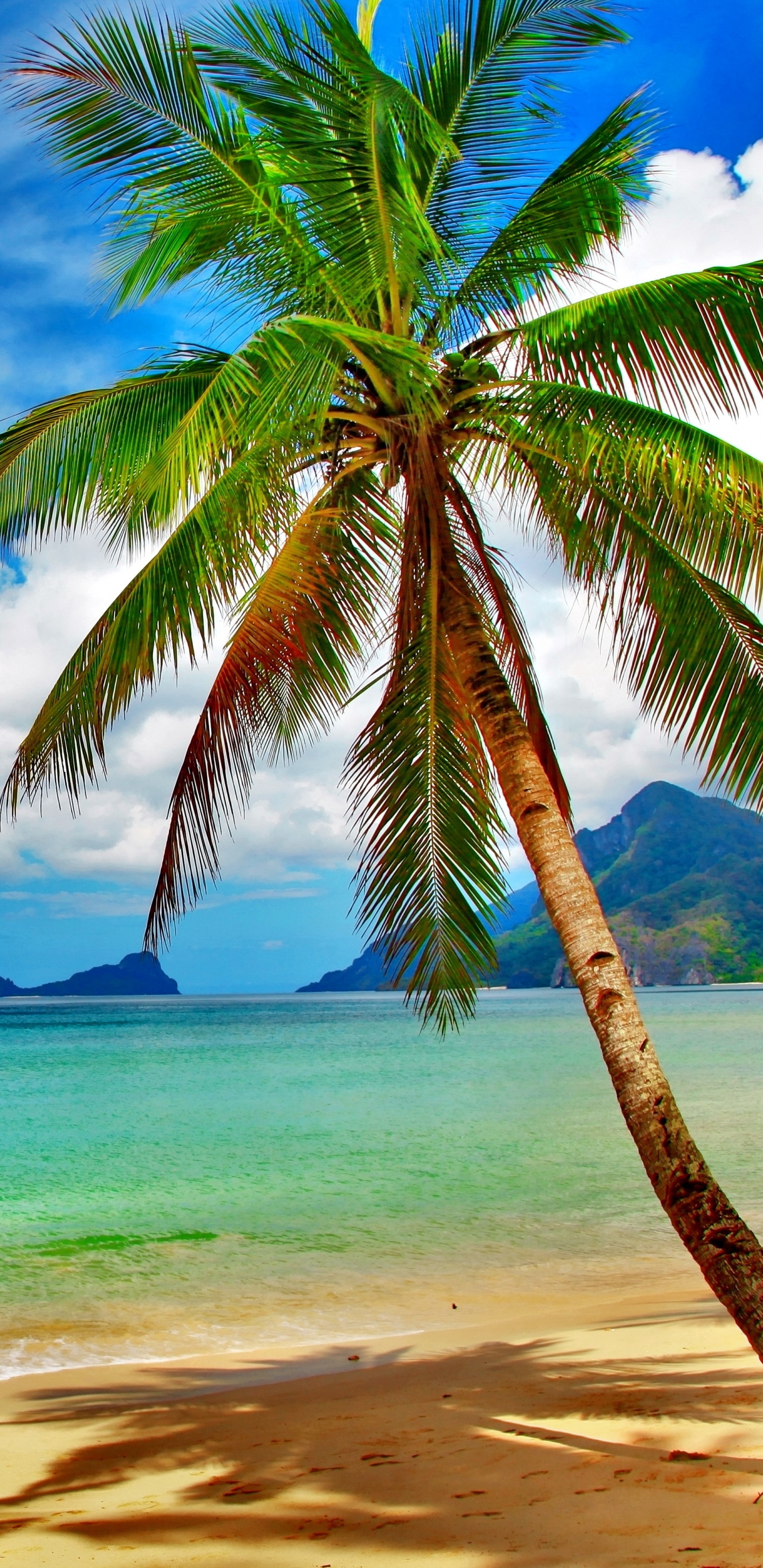 Обои пляж, тропическая зона, дерево, Пальма, Карибский бассейн в разрешении 1440x2960