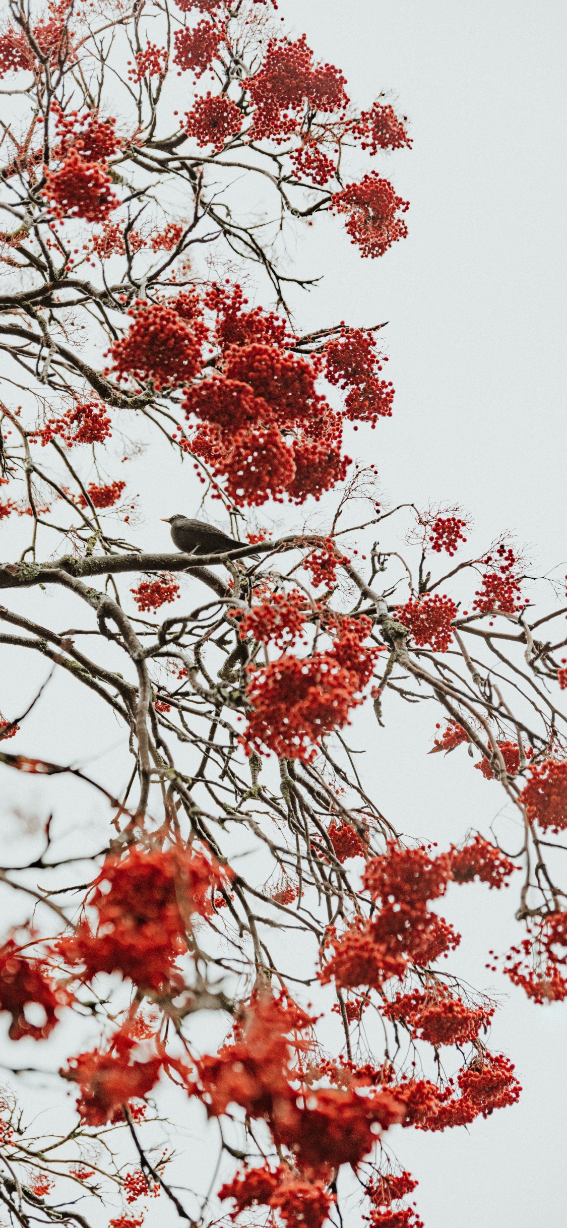 Обои дерево, красный цвет, ветвь, растение, цветок в разрешении 1125x2436