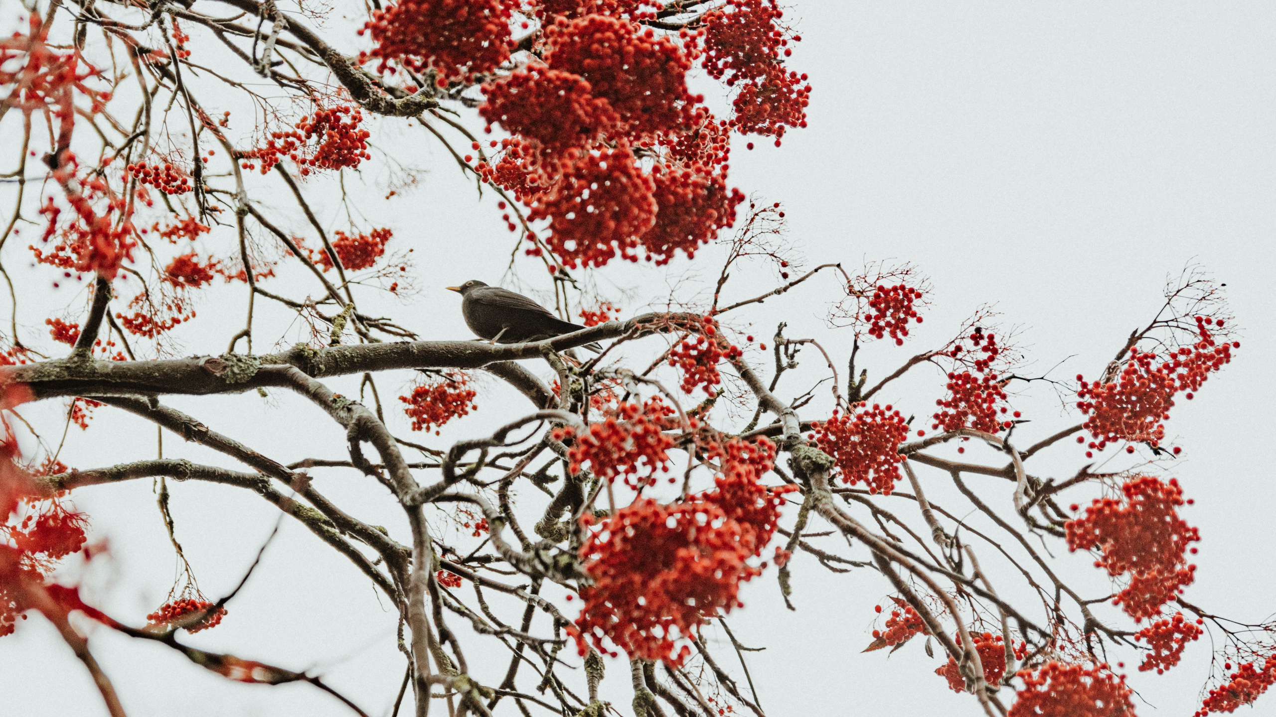 Обои дерево, красный цвет, ветвь, растение, цветок в разрешении 2560x1440