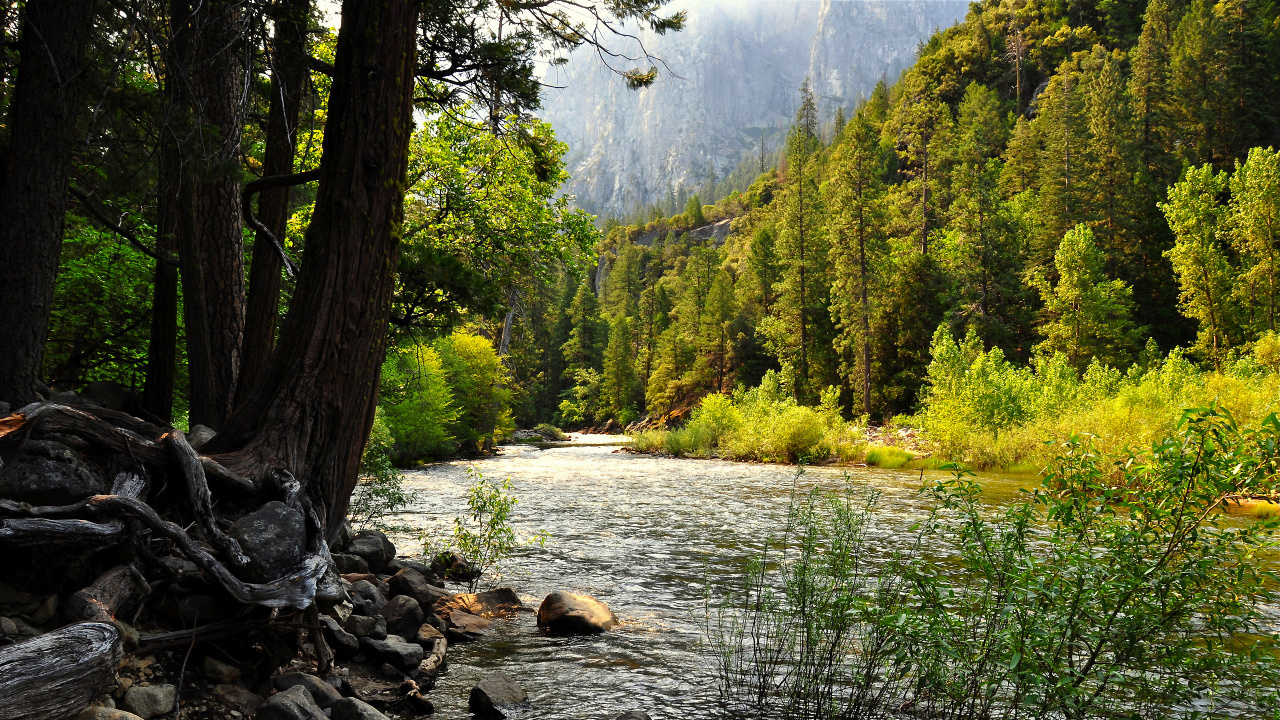 Обои лес, природа, дикая местность, дерево, природный заповедник в разрешении 1280x720