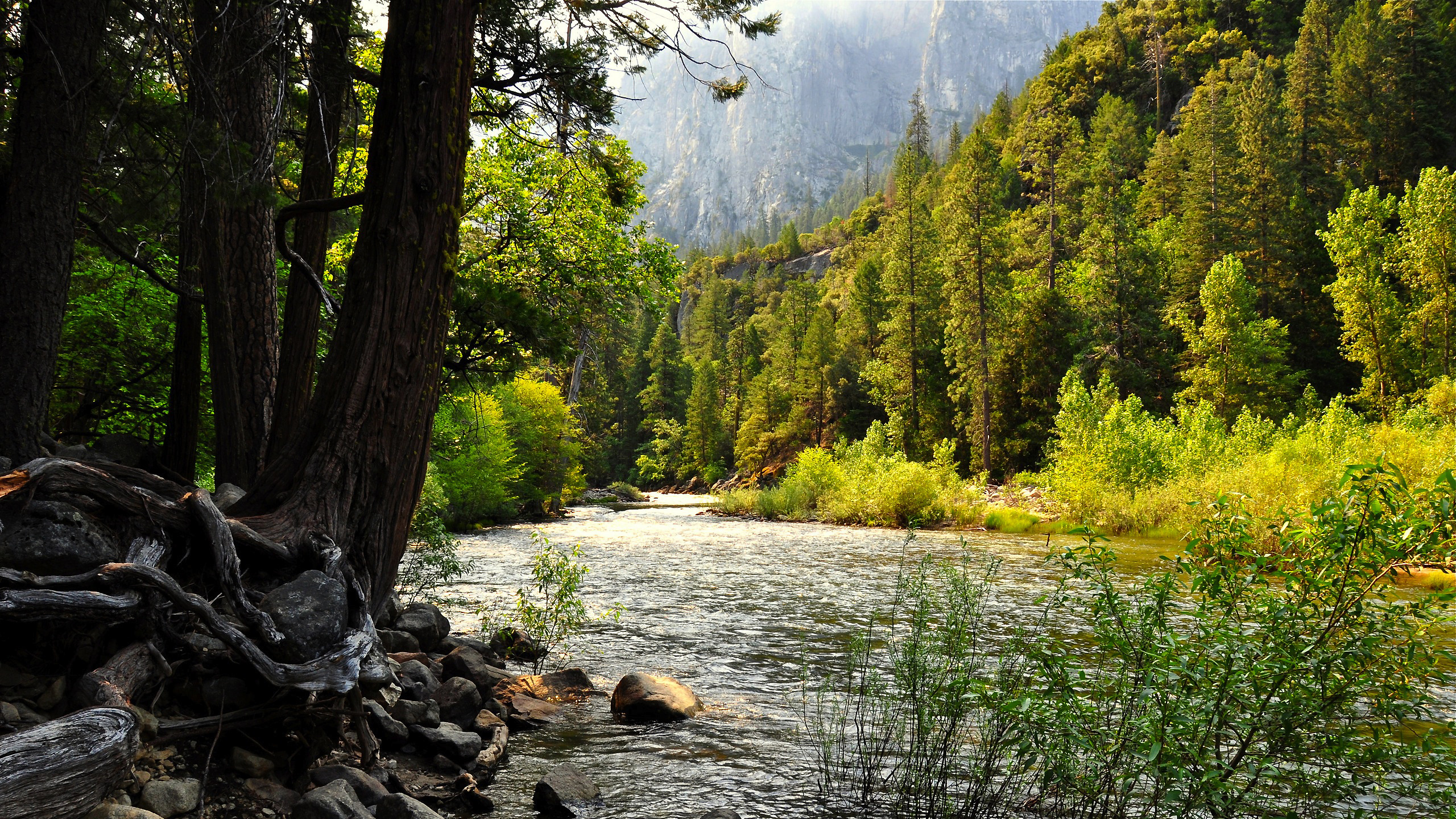 Обои лес, природа, дикая местность, дерево, природный заповедник в разрешении 2560x1440