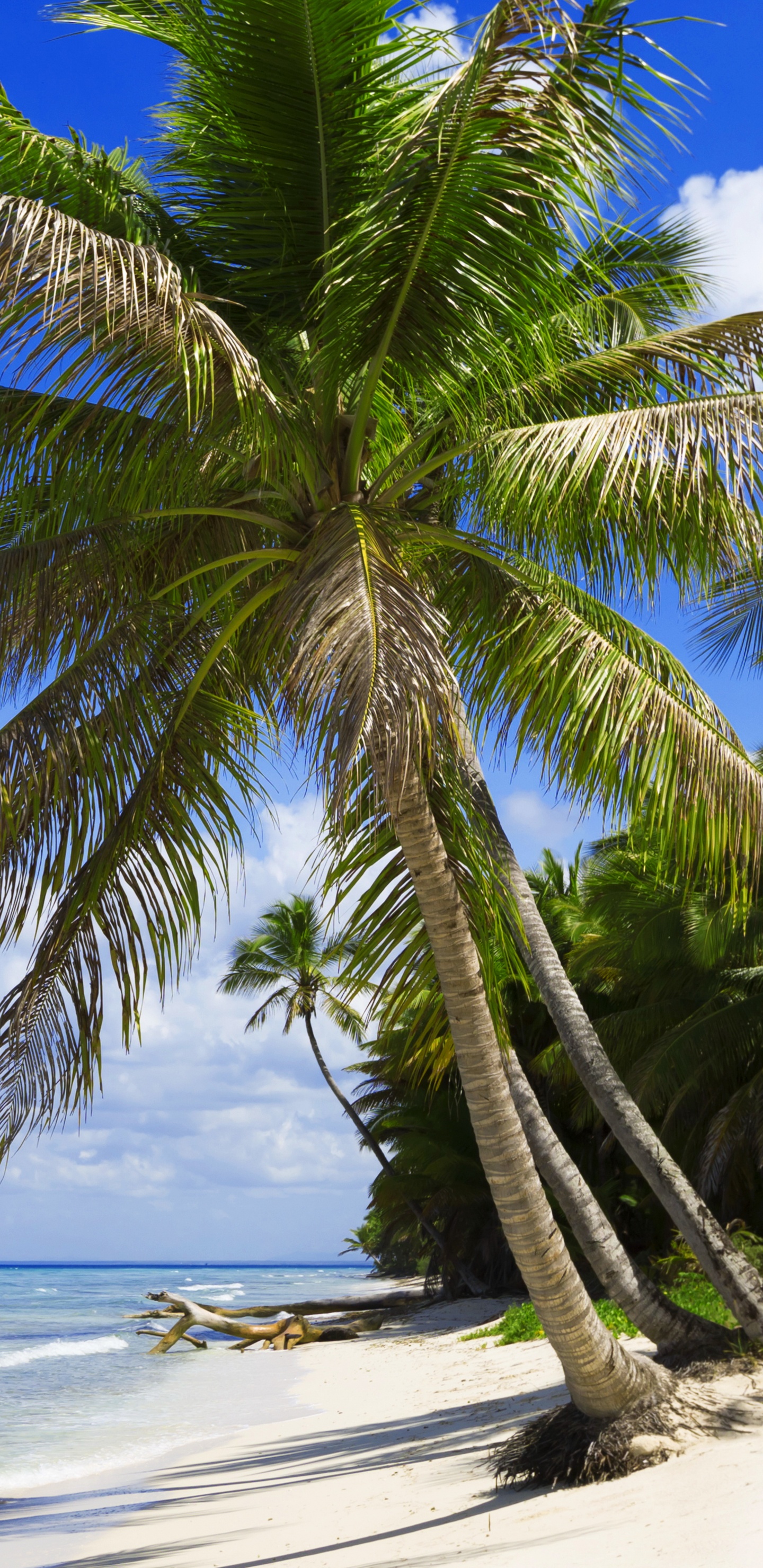 Обои пляж, море, дерево, тропическая зона, Пальма в разрешении 1440x2960