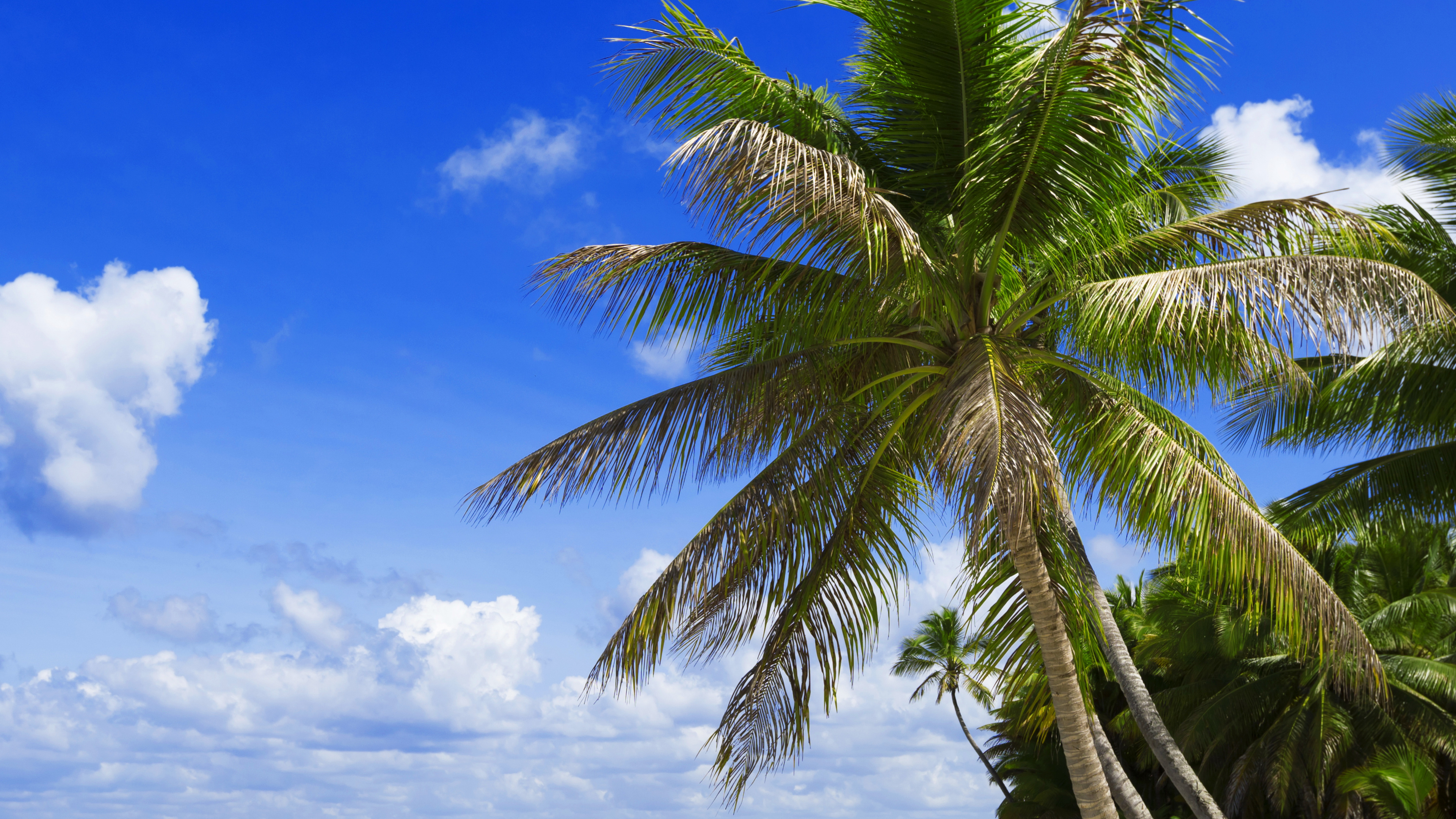 Обои пляж, море, дерево, тропическая зона, Пальма в разрешении 3840x2160