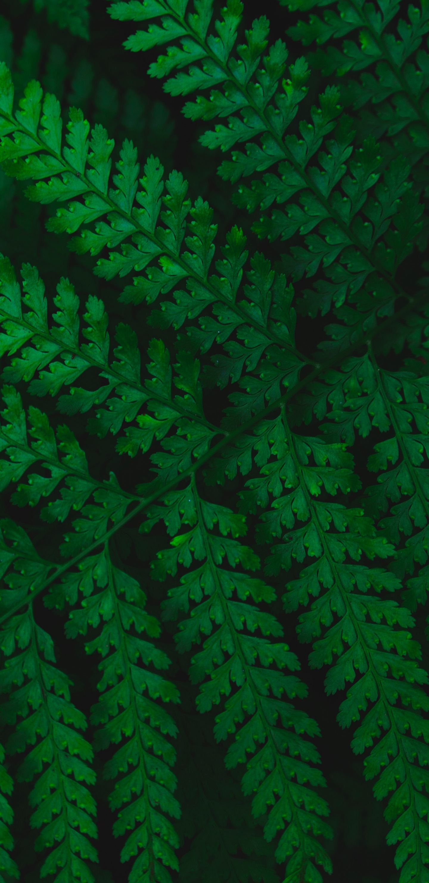 Обои папоротник, лист, зеленый, сосудистые растения, растение в разрешении 1440x2960