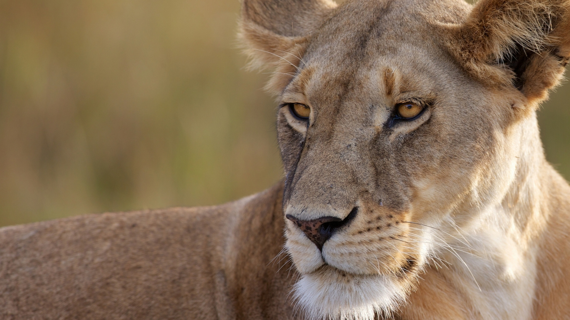 Обои Лев, большая кошка, живая природа, наземные животные, морда в разрешении 1920x1080