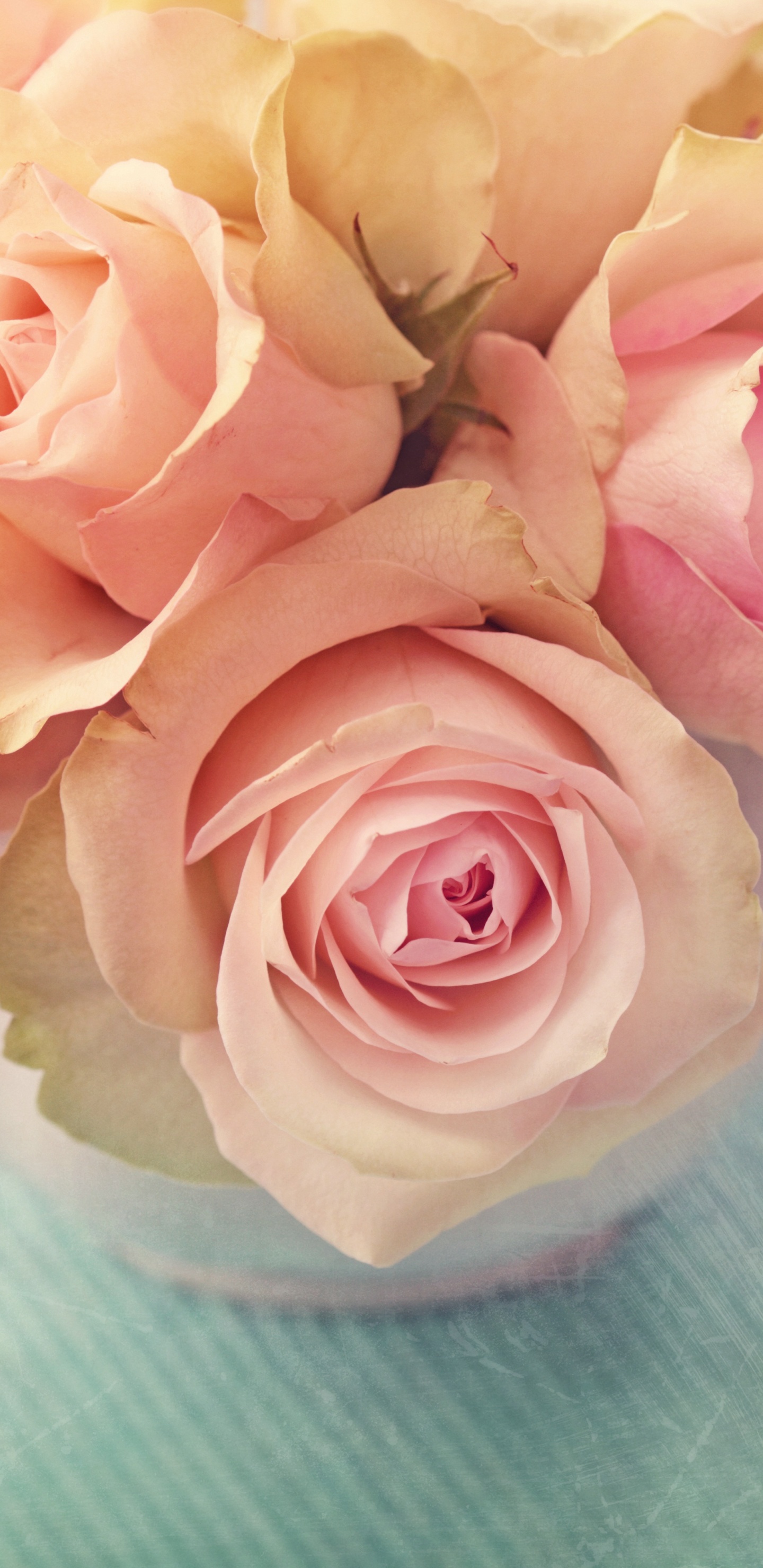 Обои цветок, сад роз, розовый, Роза, лепесток в разрешении 1440x2960