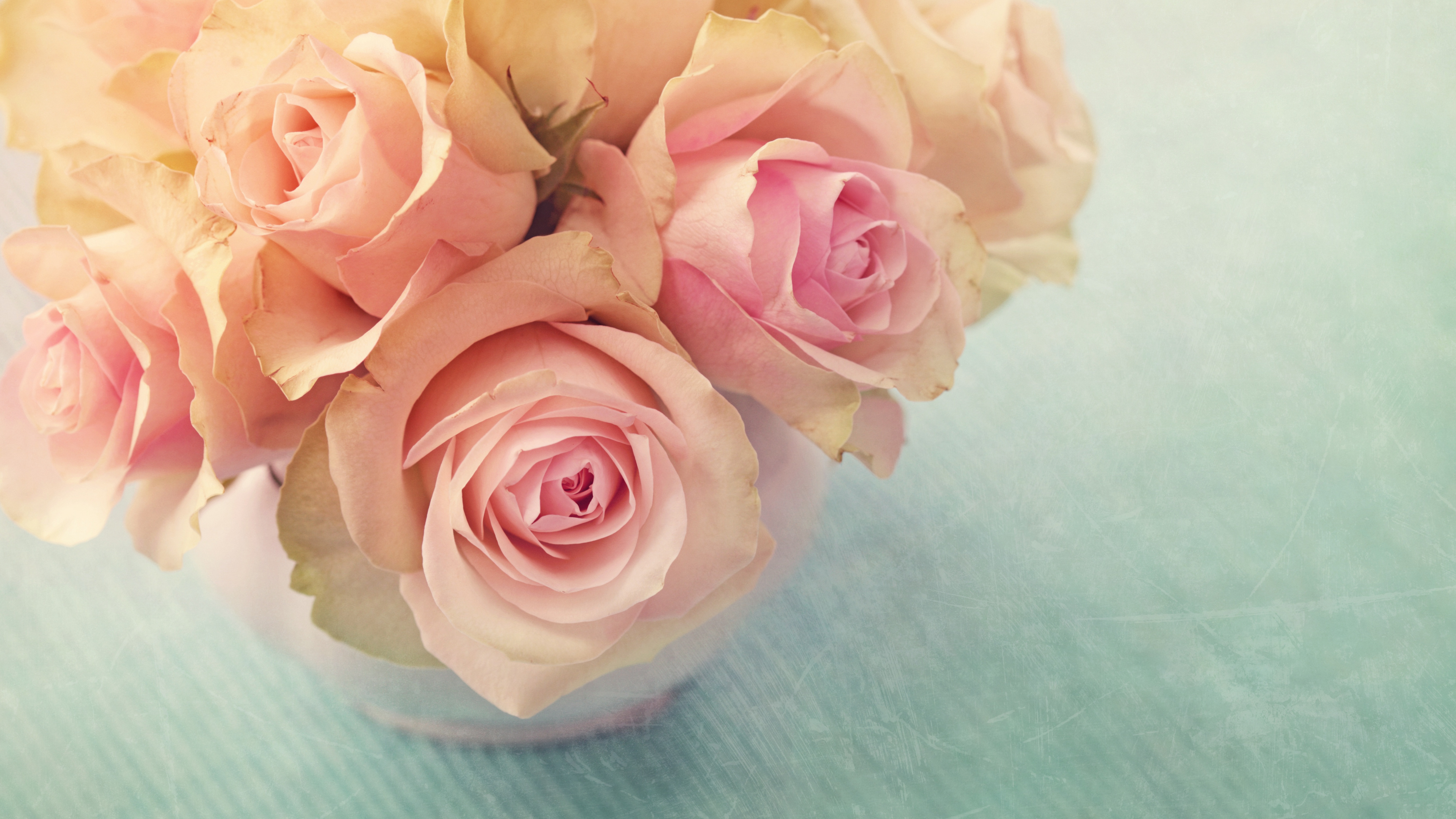 Обои цветок, сад роз, розовый, Роза, лепесток в разрешении 3840x2160