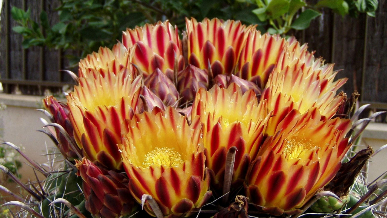 Обои цветковое растение, растение, ботаники, растения, цереус в разрешении 1280x720