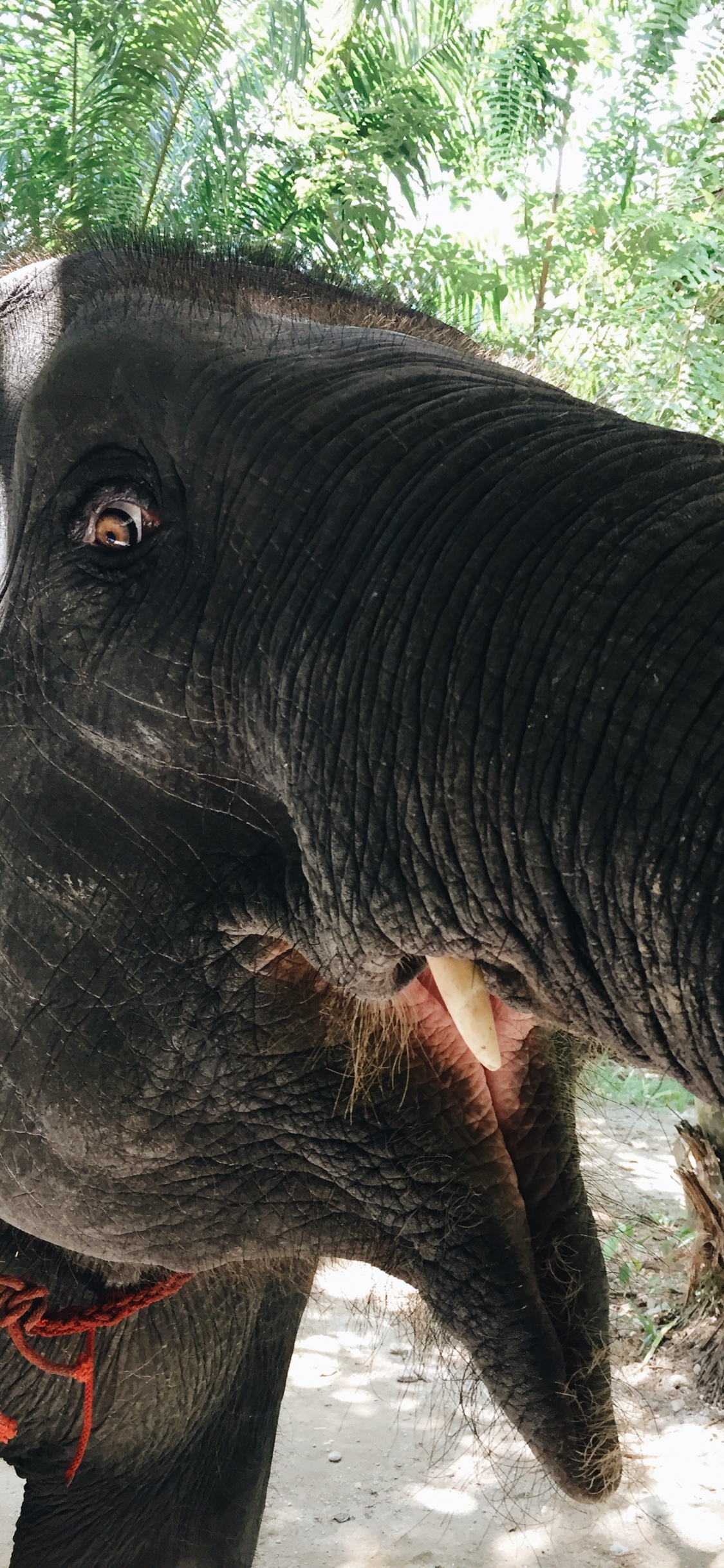 Обои Слон, слоны и мамонты, наземные животные, индийский слон, морда в разрешении 1125x2436