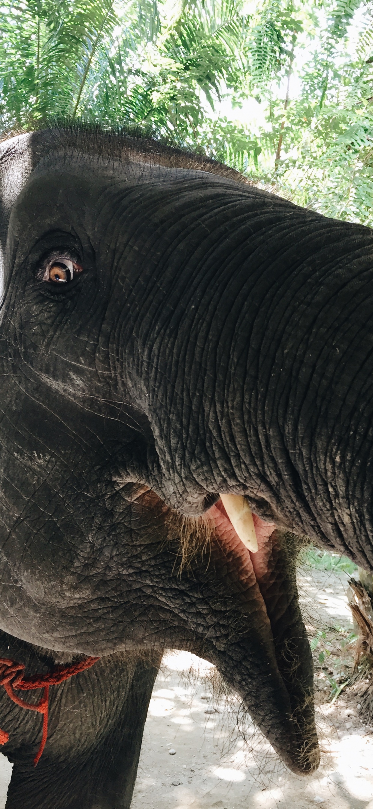 Обои Слон, слоны и мамонты, наземные животные, индийский слон, морда в разрешении 1242x2688