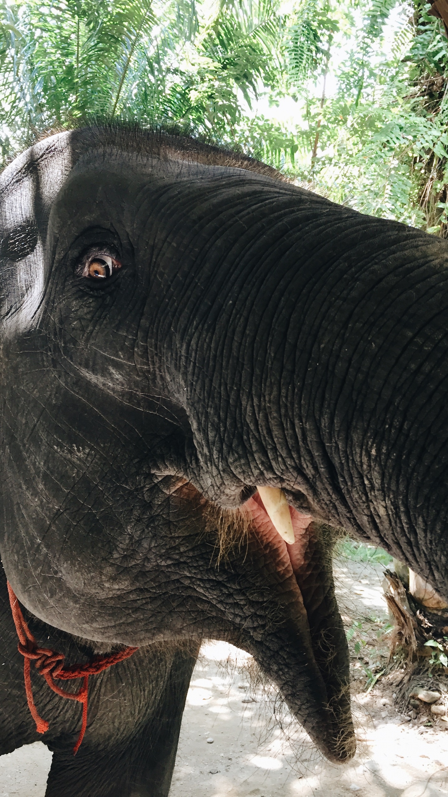 Обои Слон, слоны и мамонты, наземные животные, индийский слон, морда в разрешении 1440x2560