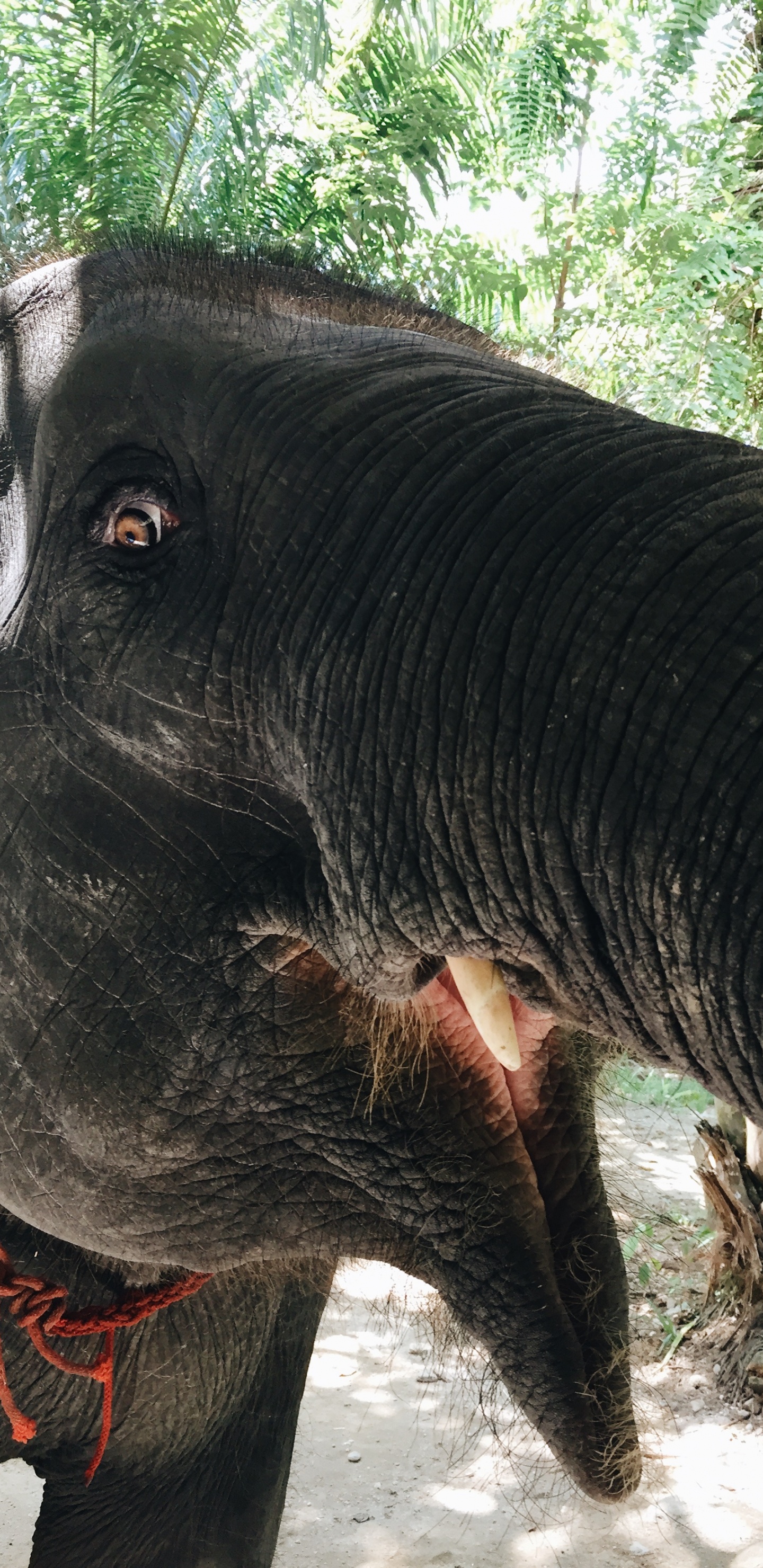 Обои Слон, слоны и мамонты, наземные животные, индийский слон, морда в разрешении 1440x2960