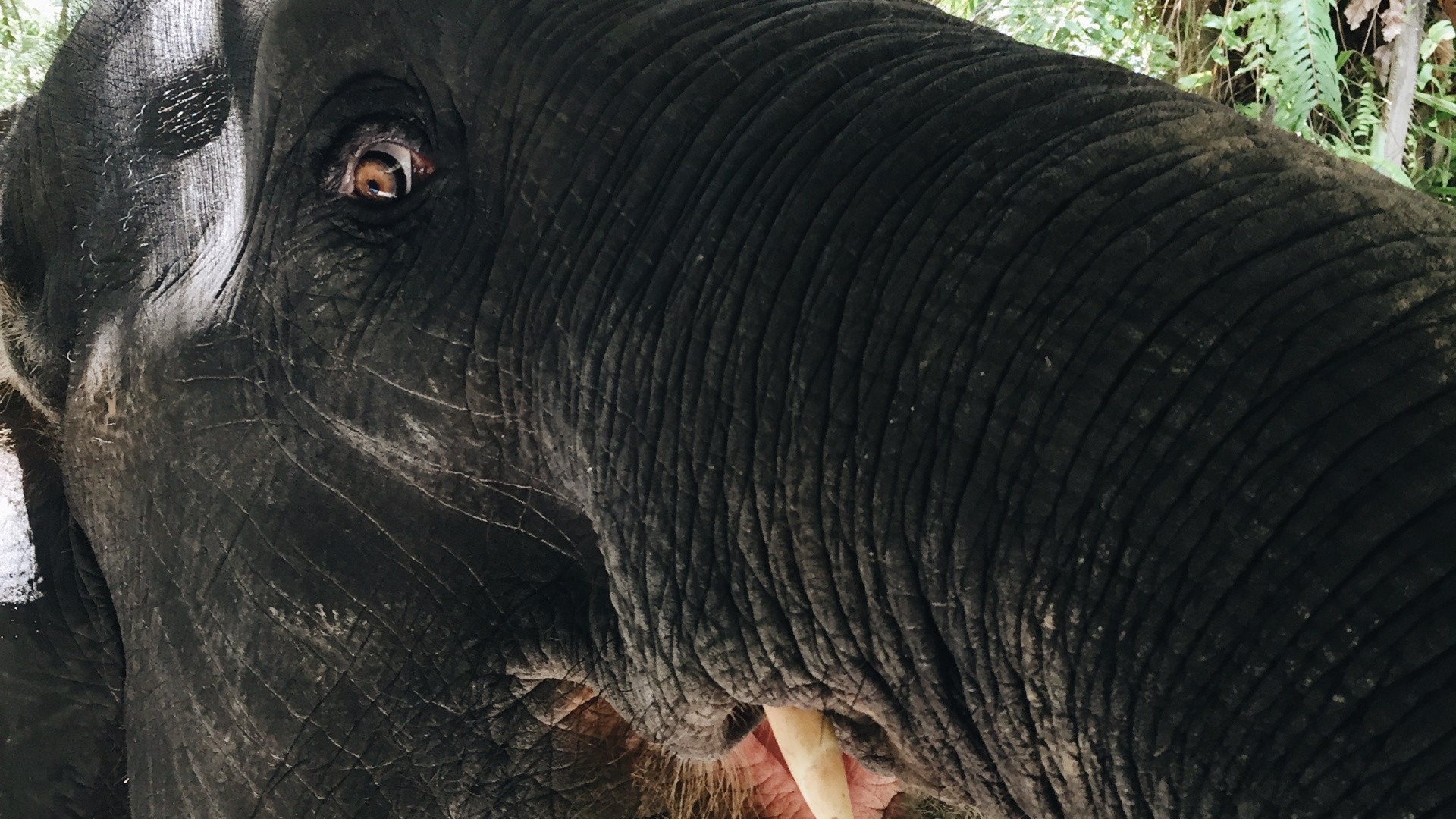 Обои Слон, слоны и мамонты, наземные животные, индийский слон, морда в разрешении 1920x1080