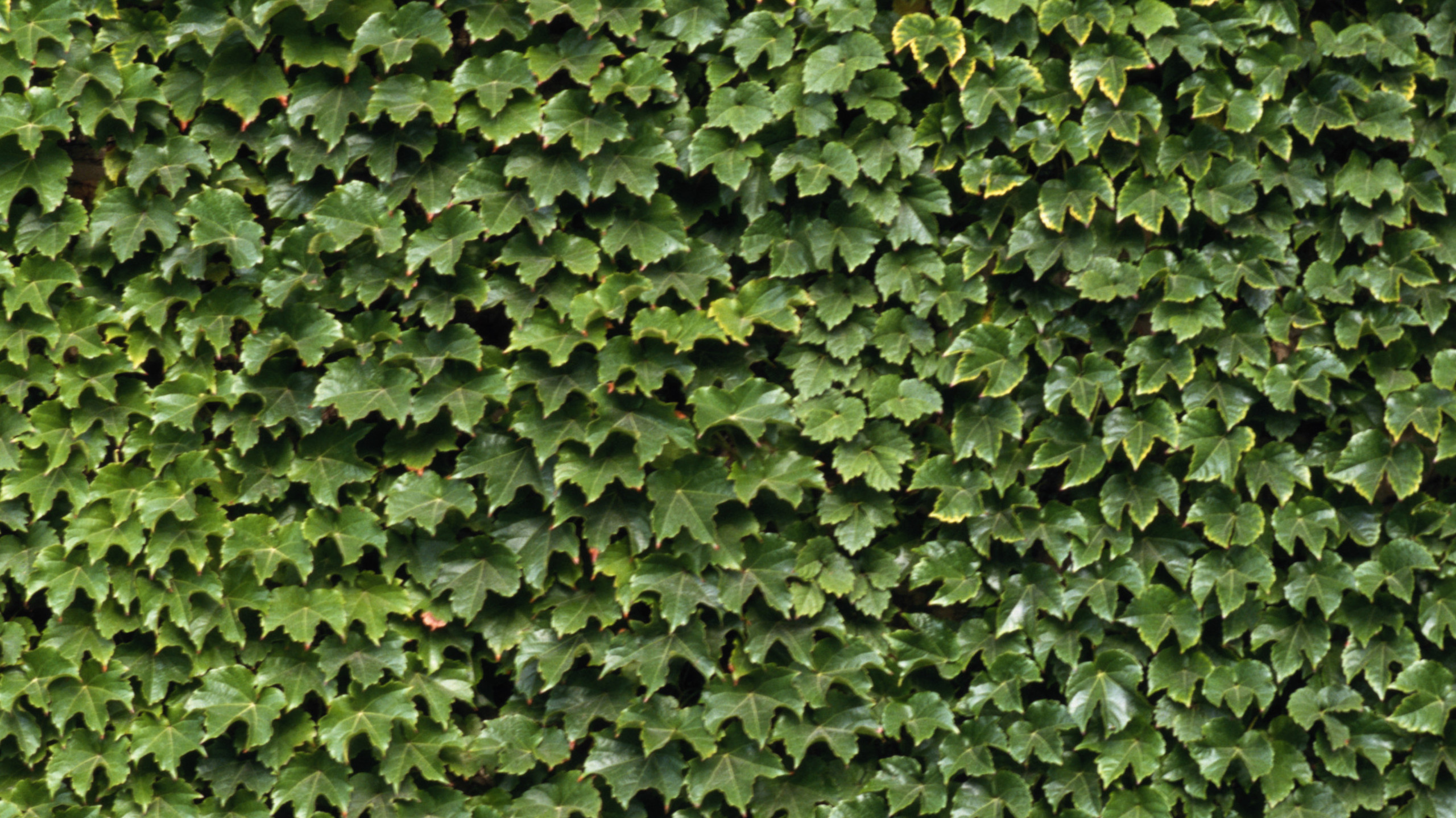 Обои зеленый, лист, стена, плющ, растение в разрешении 2560x1440