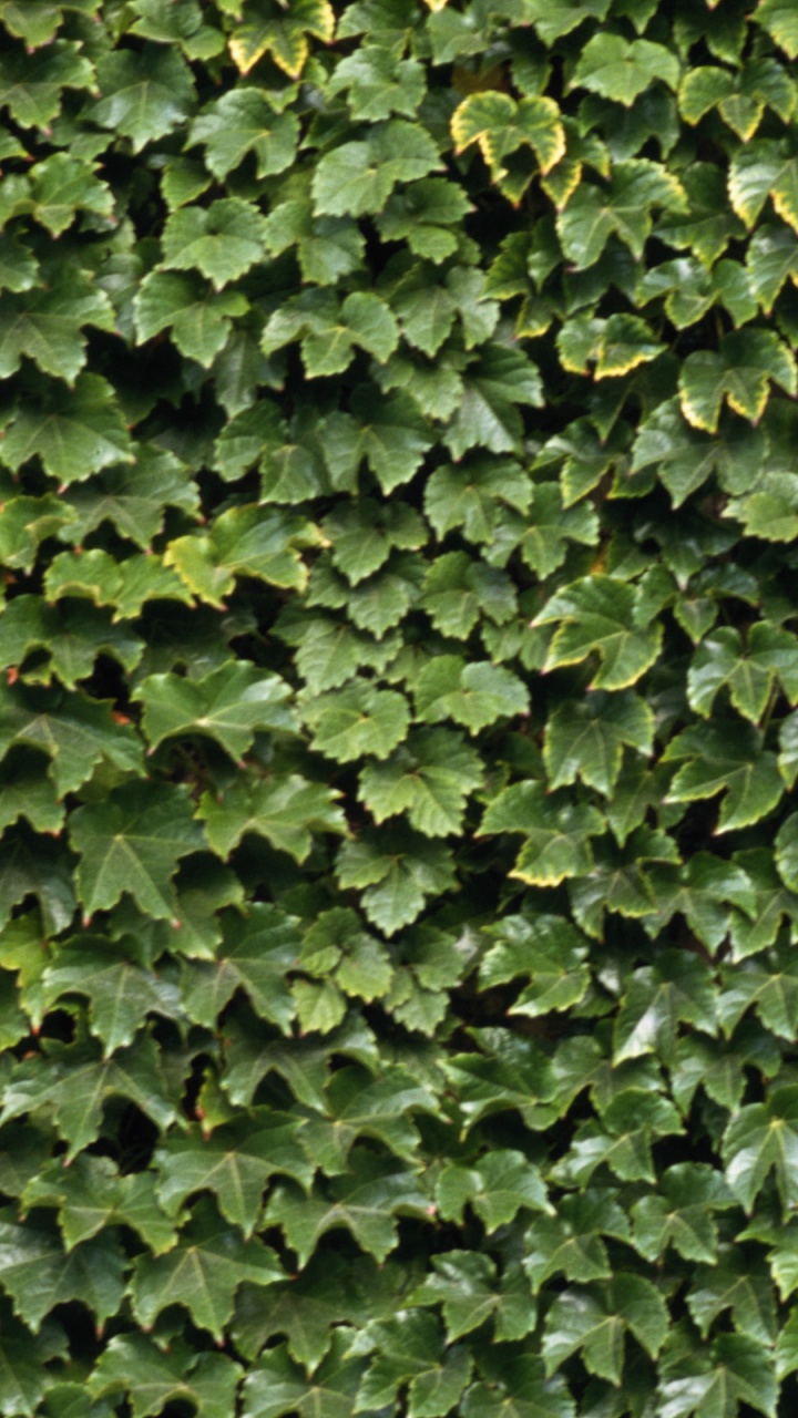 Обои зеленый, лист, стена, плющ, растение в разрешении 720x1280