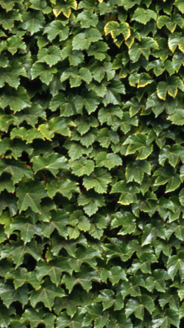 Обои зеленый, лист, стена, плющ, растение в разрешении 750x1334
