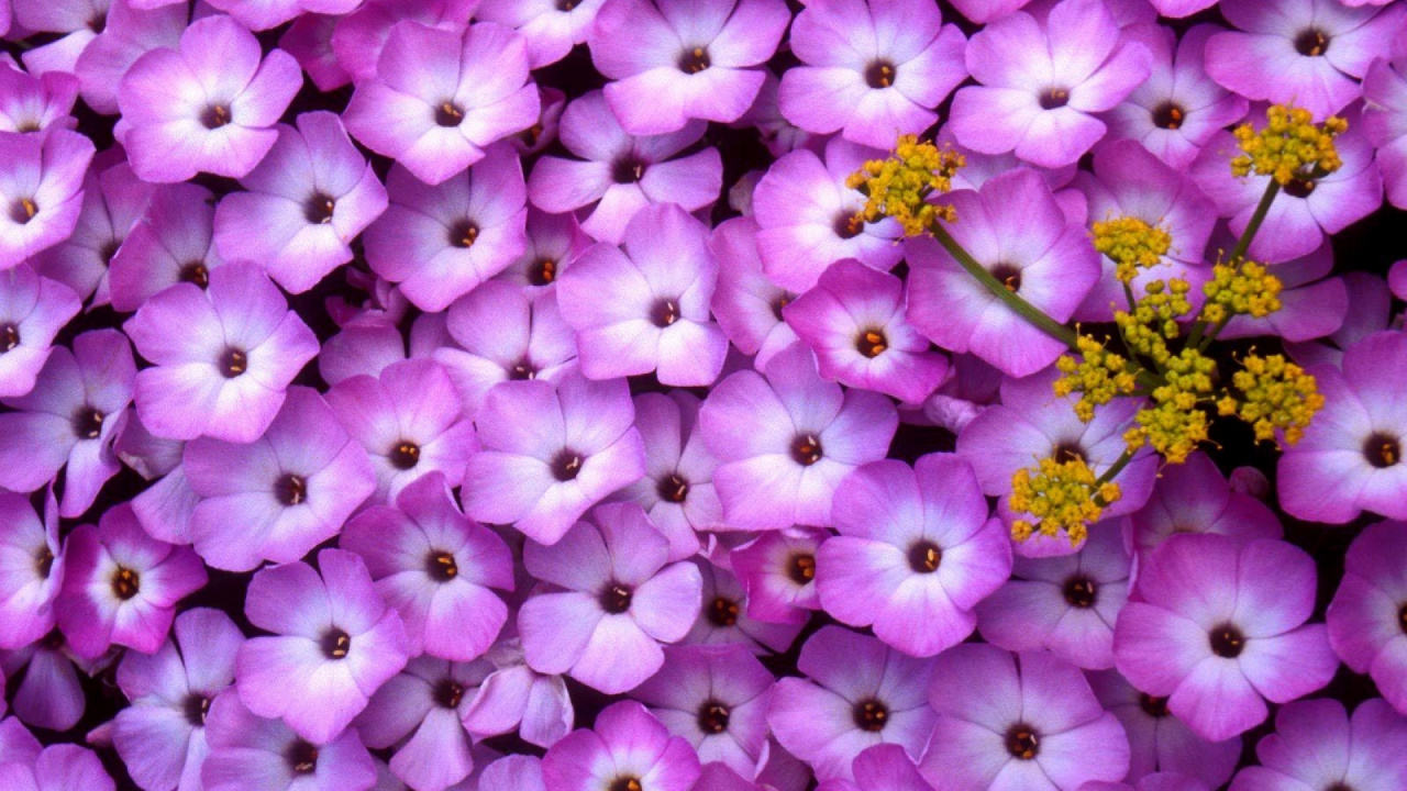 Обои лепесток, пурпур, цветковое растение, растение, Фиолетовый в разрешении 1280x720