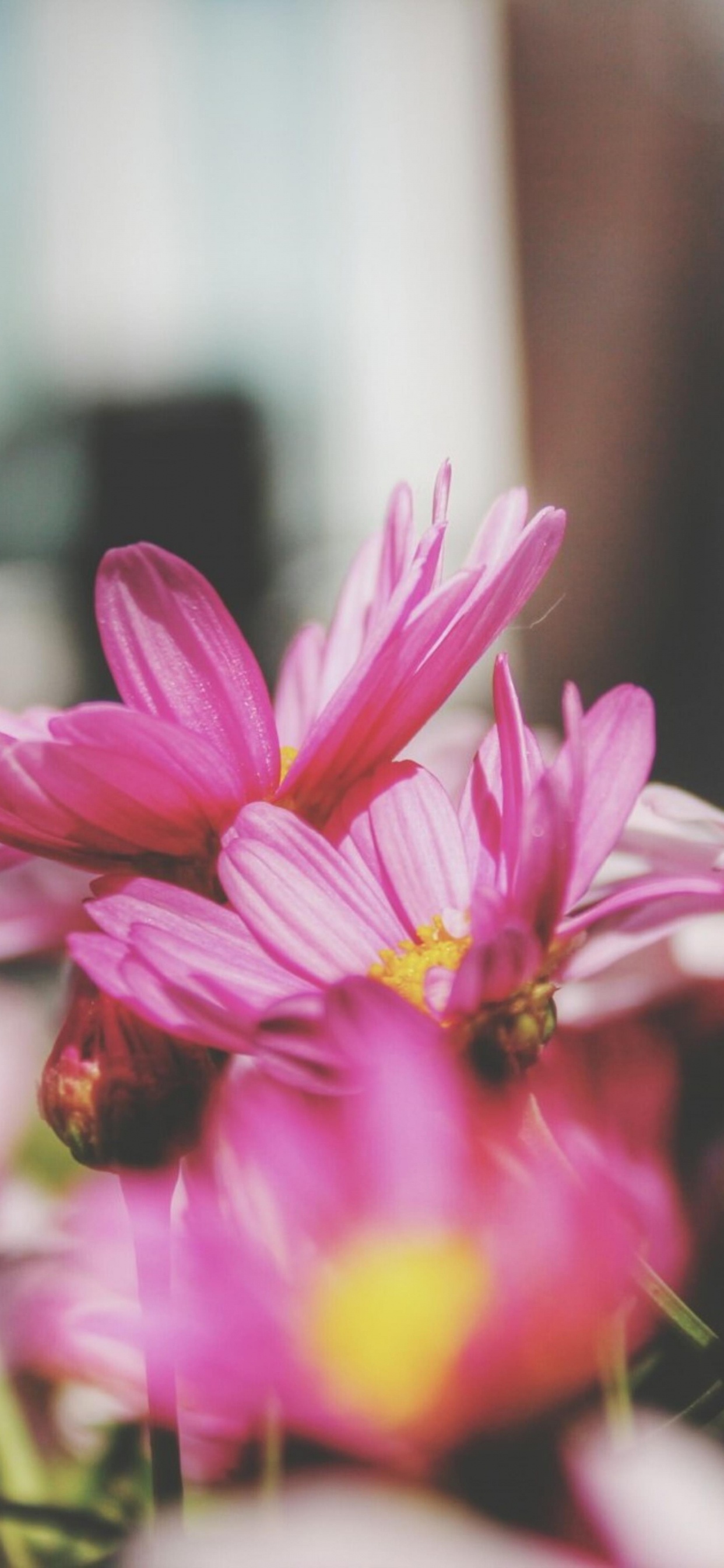 Обои Флора, цветок, розовый, растение, лепесток в разрешении 1242x2688