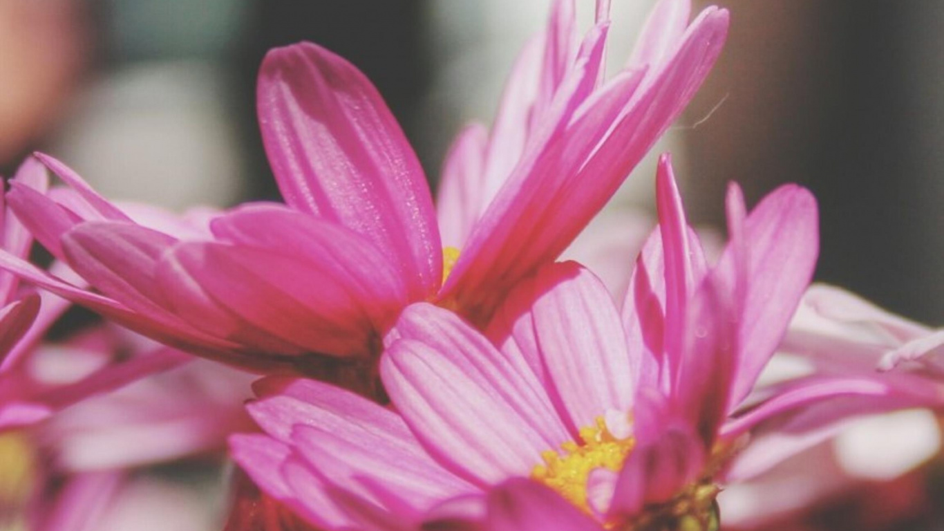 Обои Флора, цветок, розовый, растение, лепесток в разрешении 1366x768