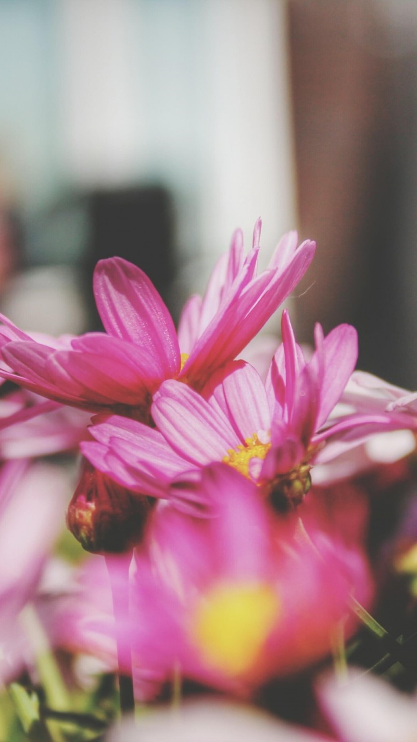 Обои Флора, цветок, розовый, растение, лепесток в разрешении 1440x2560