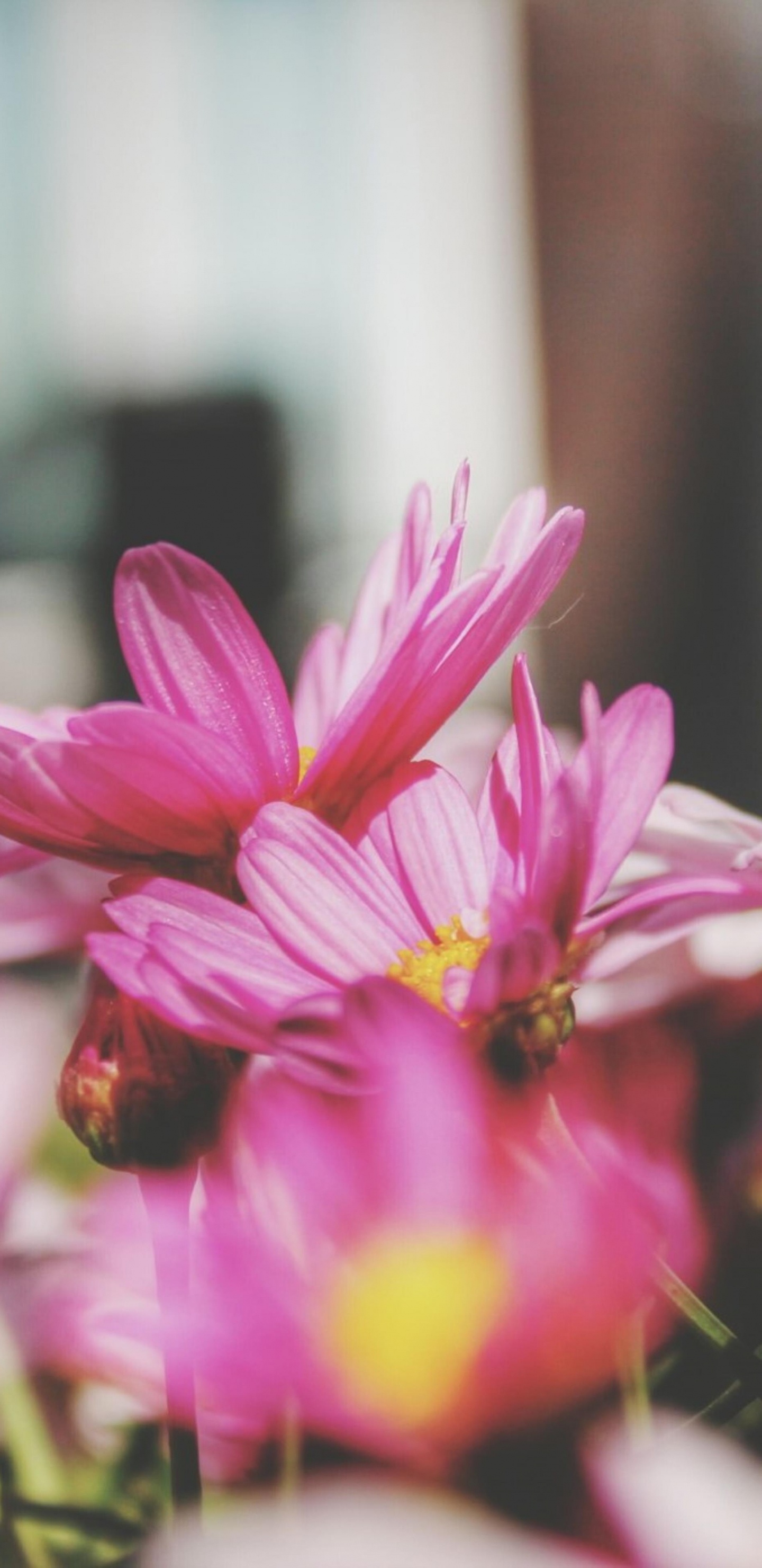 Обои Флора, цветок, розовый, растение, лепесток в разрешении 1440x2960