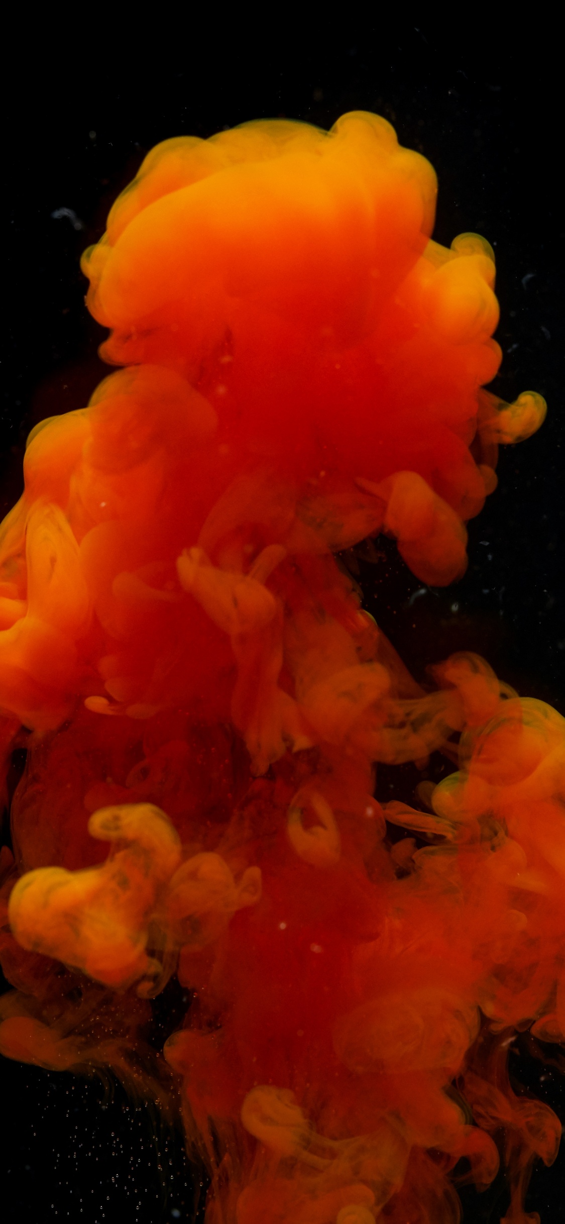 Обои цвет, черный, Апельсин, морские беспозвоночные, Kajax в разрешении 1125x2436