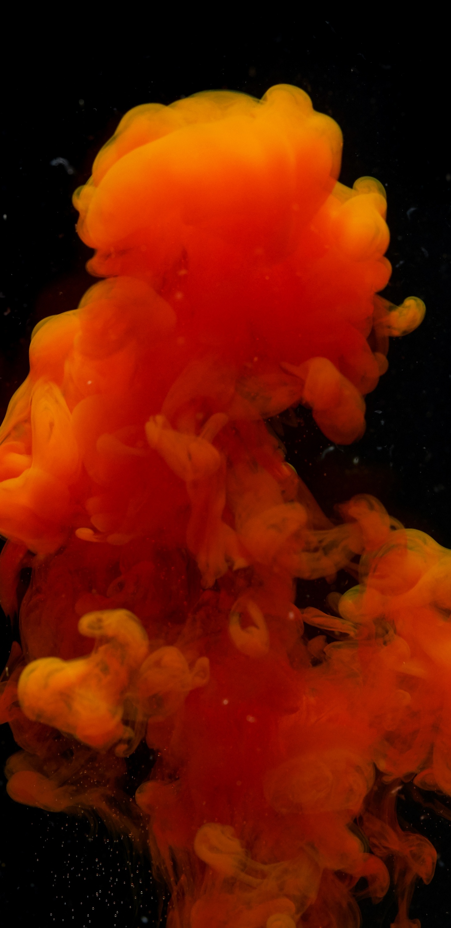 Обои цвет, черный, Апельсин, морские беспозвоночные, Kajax в разрешении 1440x2960