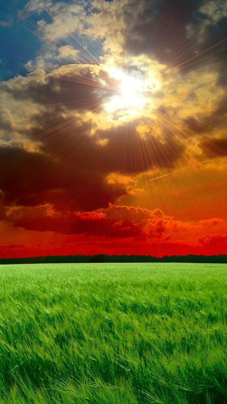 Обои портрет, природный ландшафт, поле, природа, сенокосное угодье в разрешении 750x1334