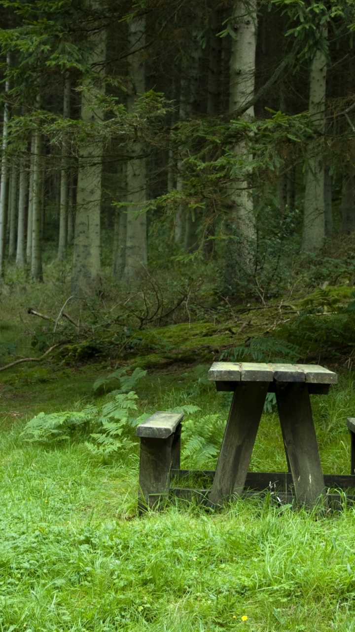 Обои лес, природа, природный заповедник, лесистая местность, дикая местность в разрешении 720x1280