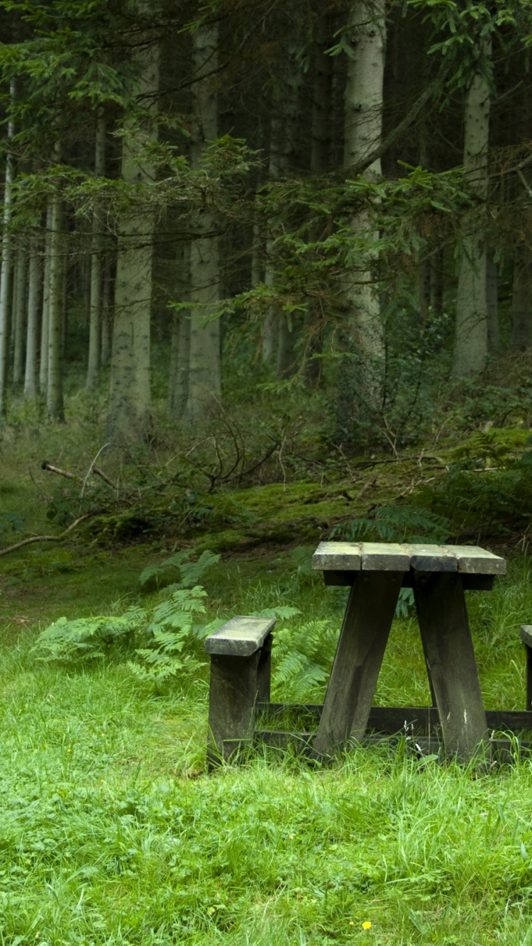 Обои лес, природа, природный заповедник, лесистая местность, дикая местность в разрешении 750x1334