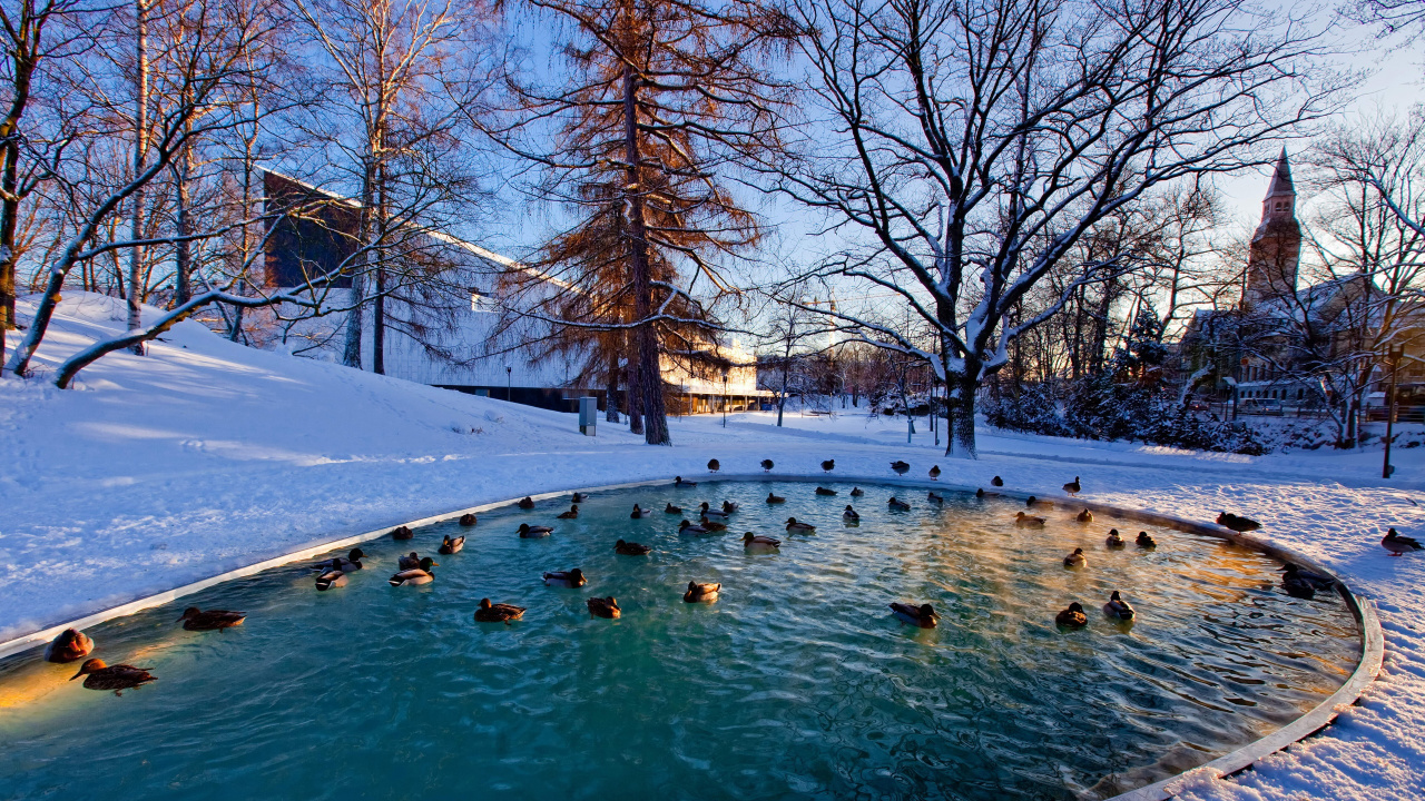 Обои зима, снег, вода, дерево, плавательный бассейн в разрешении 1280x720