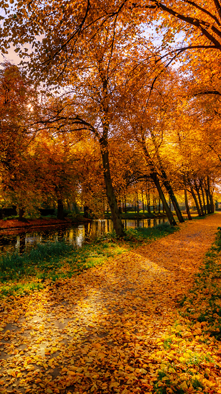 Обои осень, дерево, природа, лист, листопадные в разрешении 750x1334