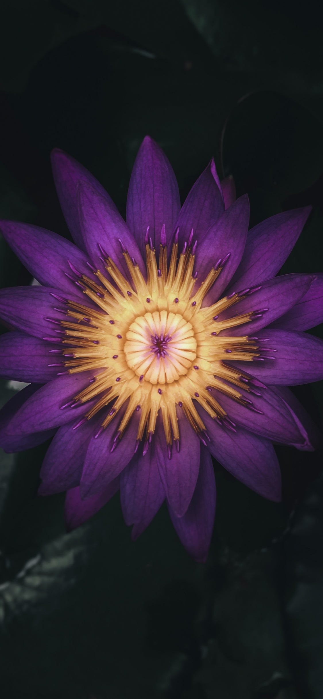 Обои цветок, цветковое растение, лепесток, Лилия, пурпур в разрешении 1125x2436