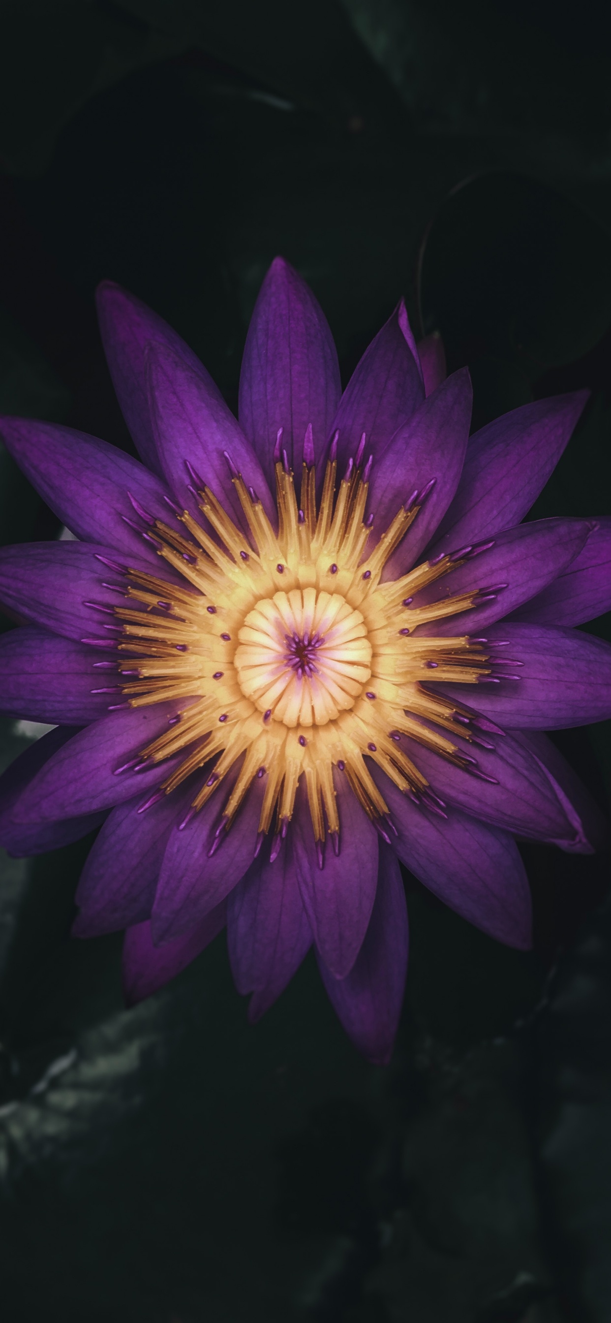 Обои цветок, цветковое растение, лепесток, Лилия, пурпур в разрешении 1242x2688