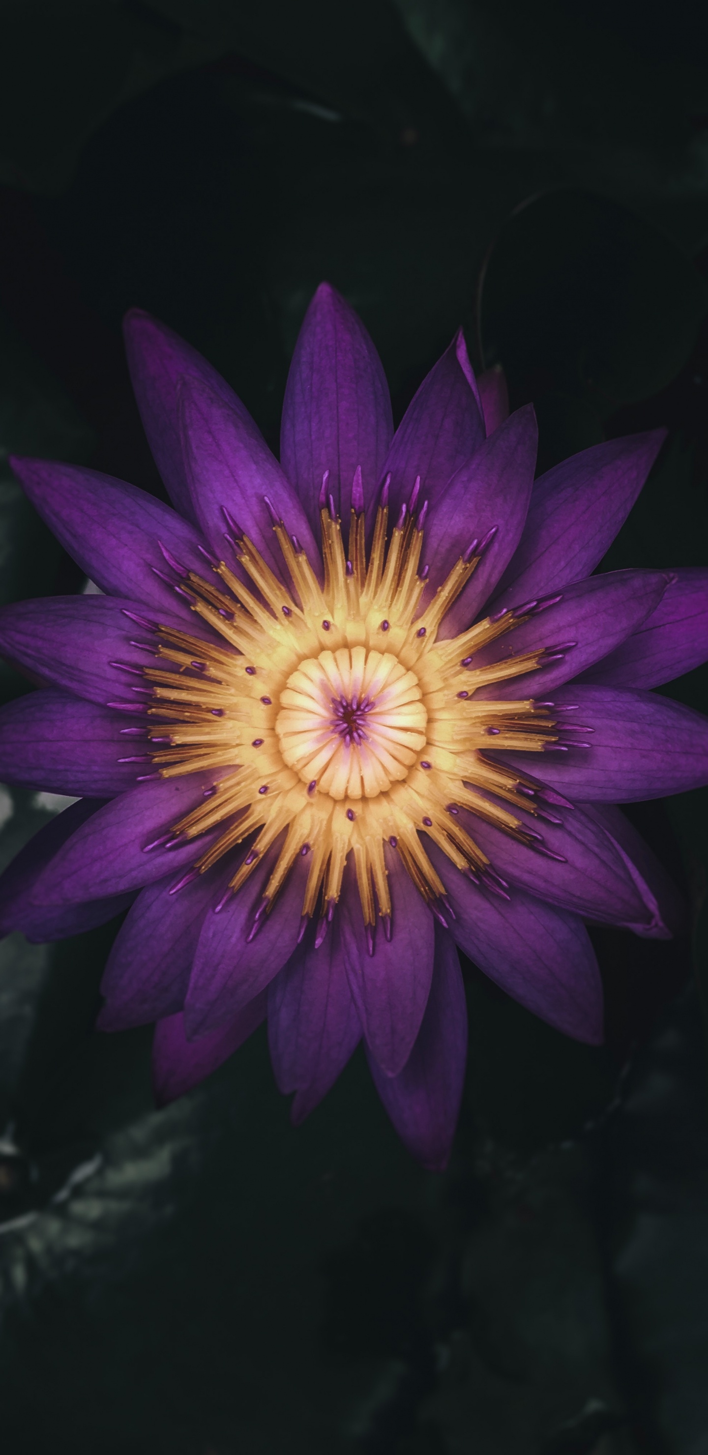 Обои цветок, цветковое растение, лепесток, Лилия, пурпур в разрешении 1440x2960