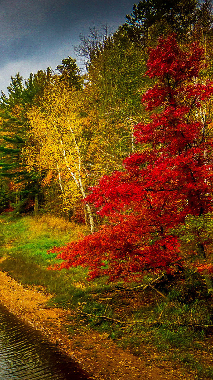 Обои осень, Государственный Парк Ривербэнк, сезон, реки, природа в разрешении 750x1334