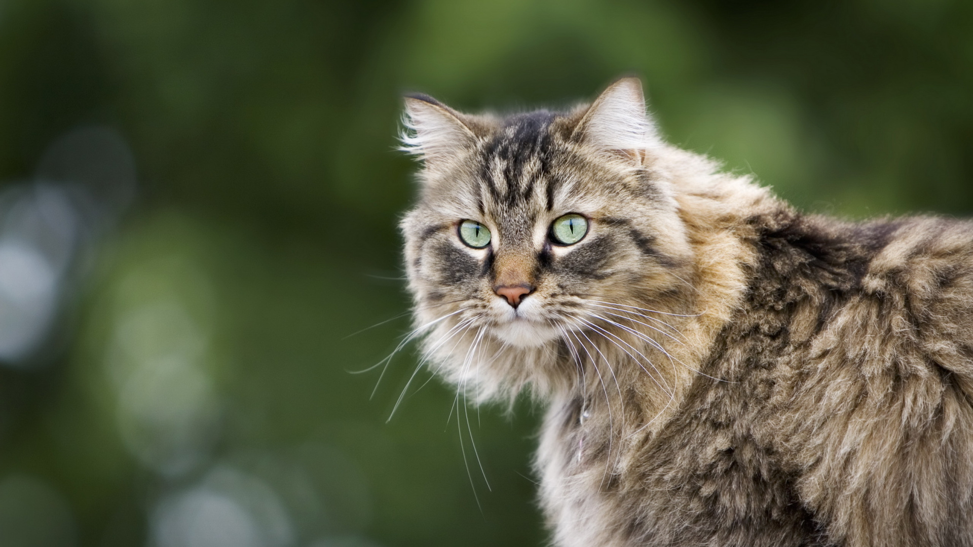 Обои мейн кун, котенок, кошки сфинксы, кот, бакенбарды в разрешении 1920x1080