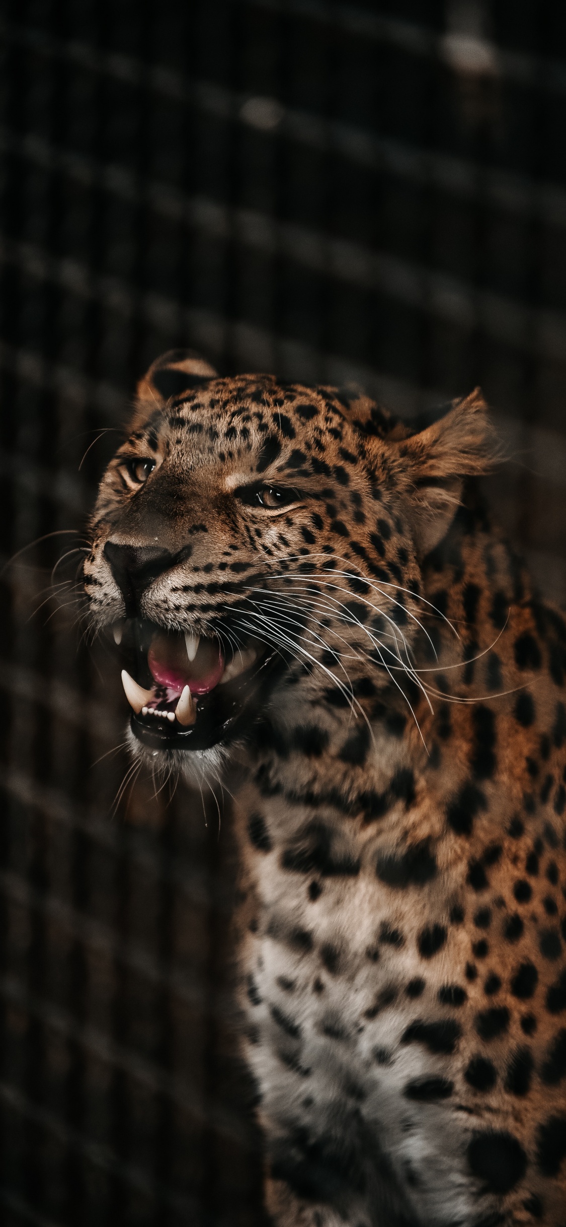 Обои Гепард, наземные животные, живая природа, Ягуар, кошачьих в разрешении 1125x2436