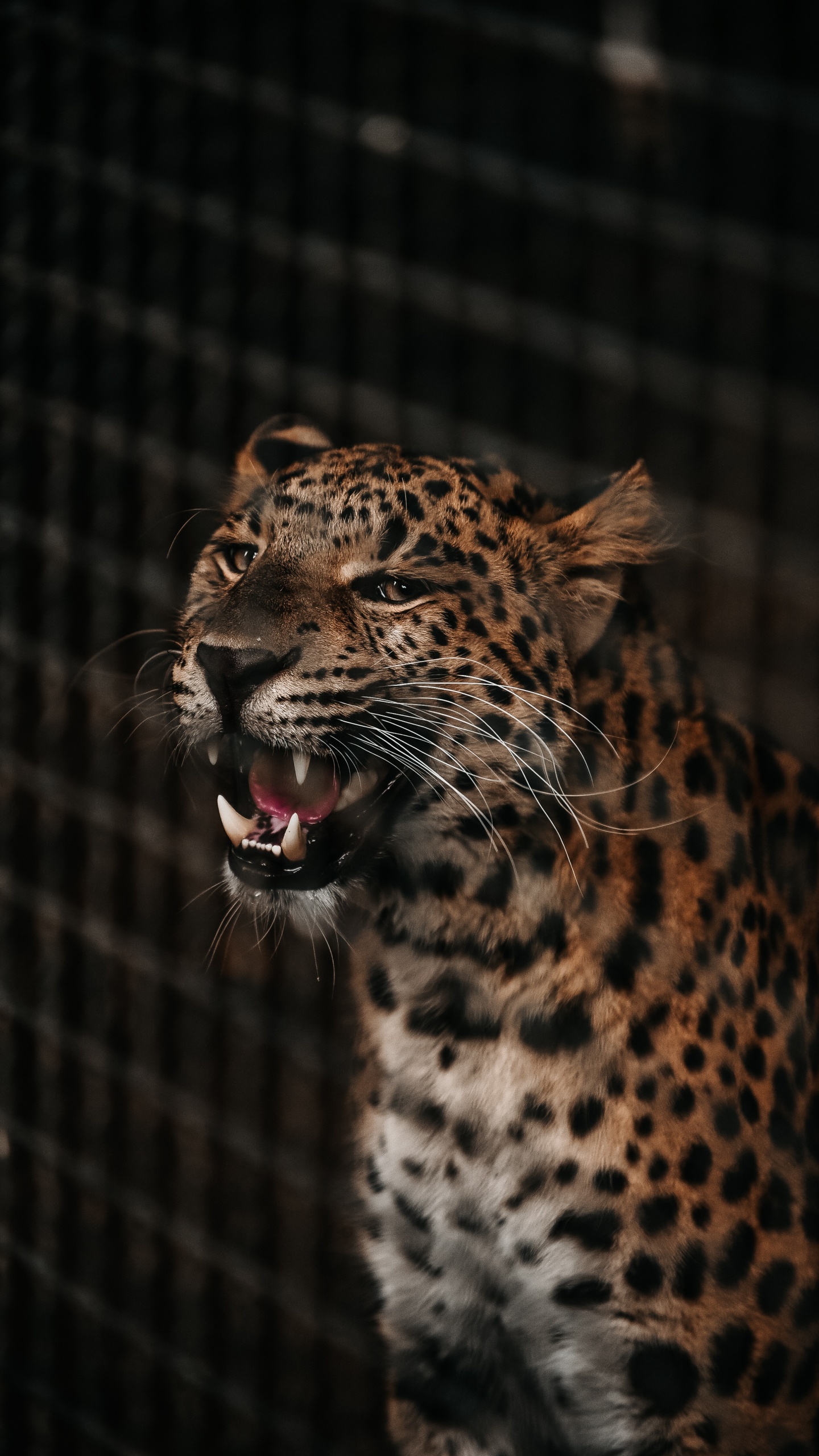 Обои Гепард, наземные животные, живая природа, Ягуар, кошачьих в разрешении 1440x2560