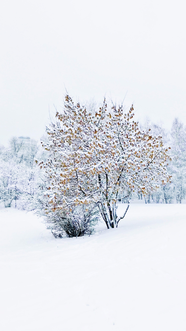 Обои зима, дерево, химия, наука, снег в разрешении 750x1334